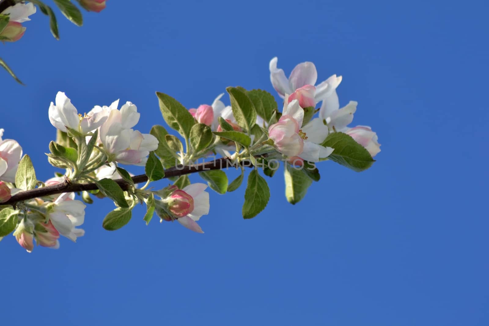 Fresh, joyful spring and colorful spring apple season is great.