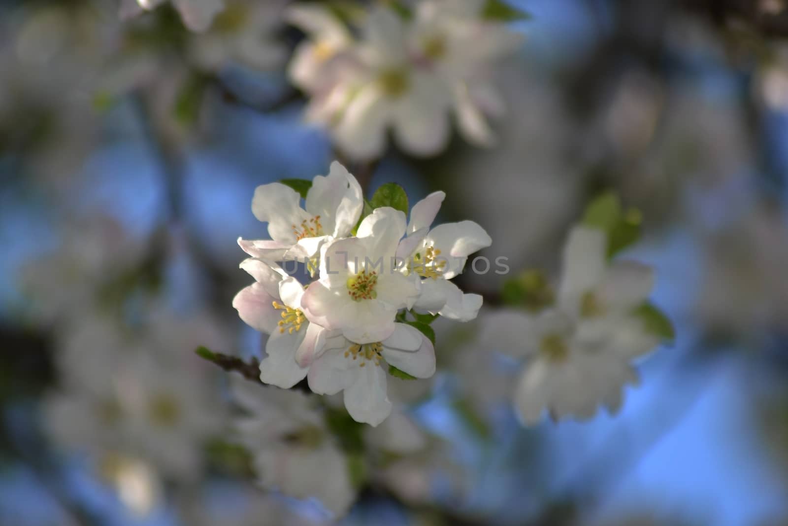 Fresh, joyful spring and colorful spring apple season is great.
