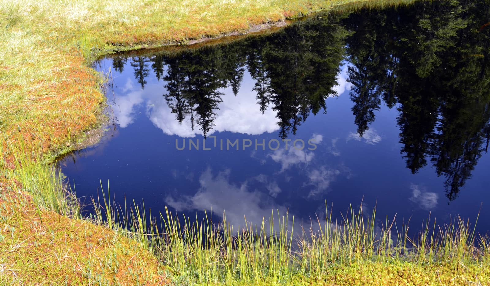 Firs reflection in the calm, blue water of a mountain lake