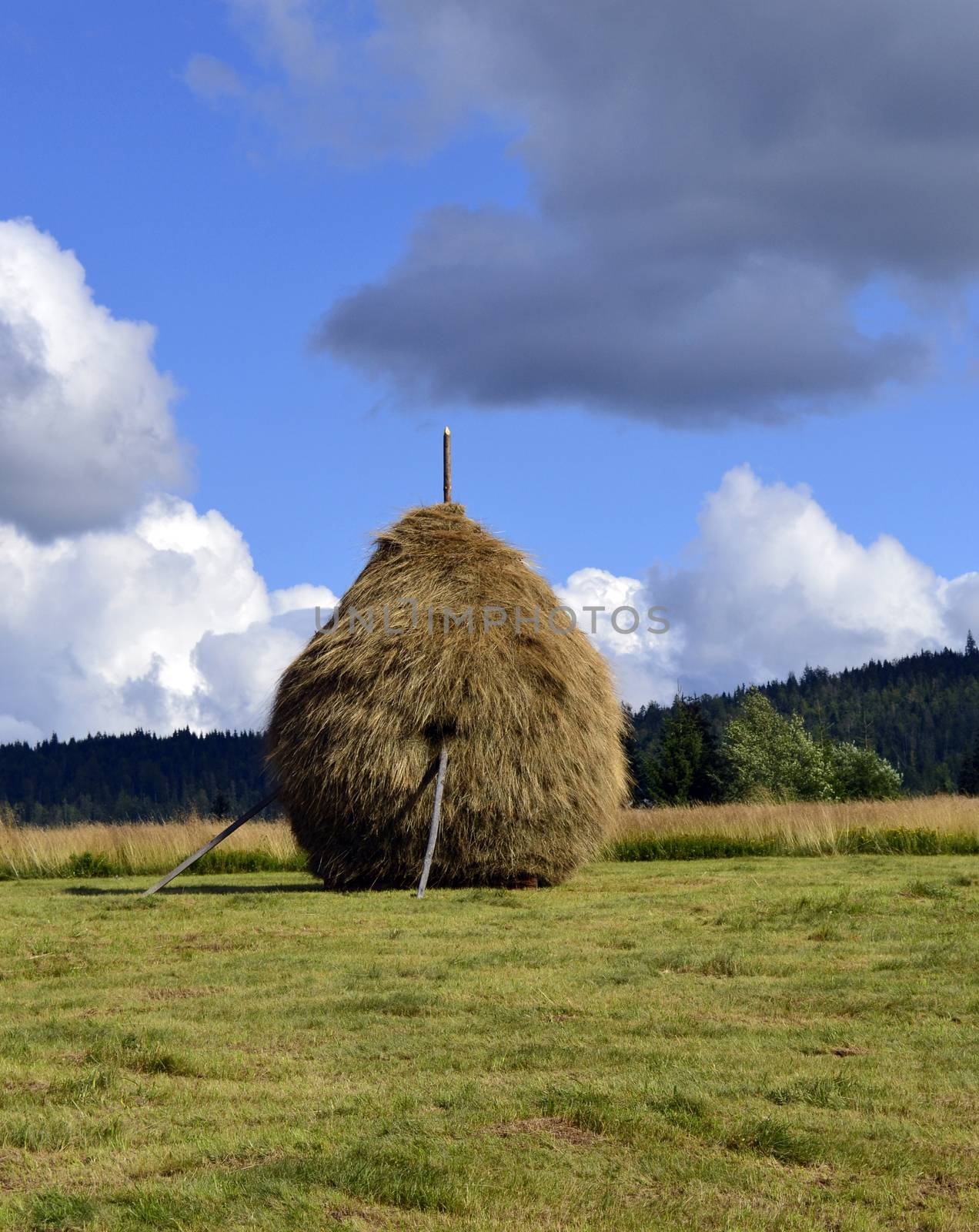 Haystack for animal feed by hibrida13