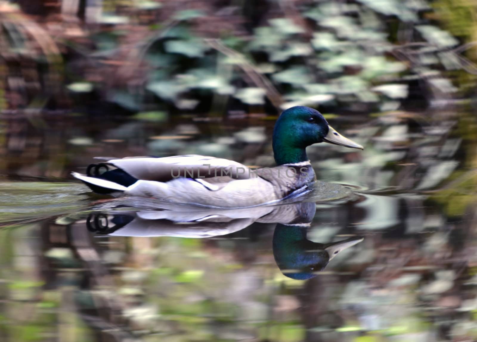 Male wild duck against a natural blurred background