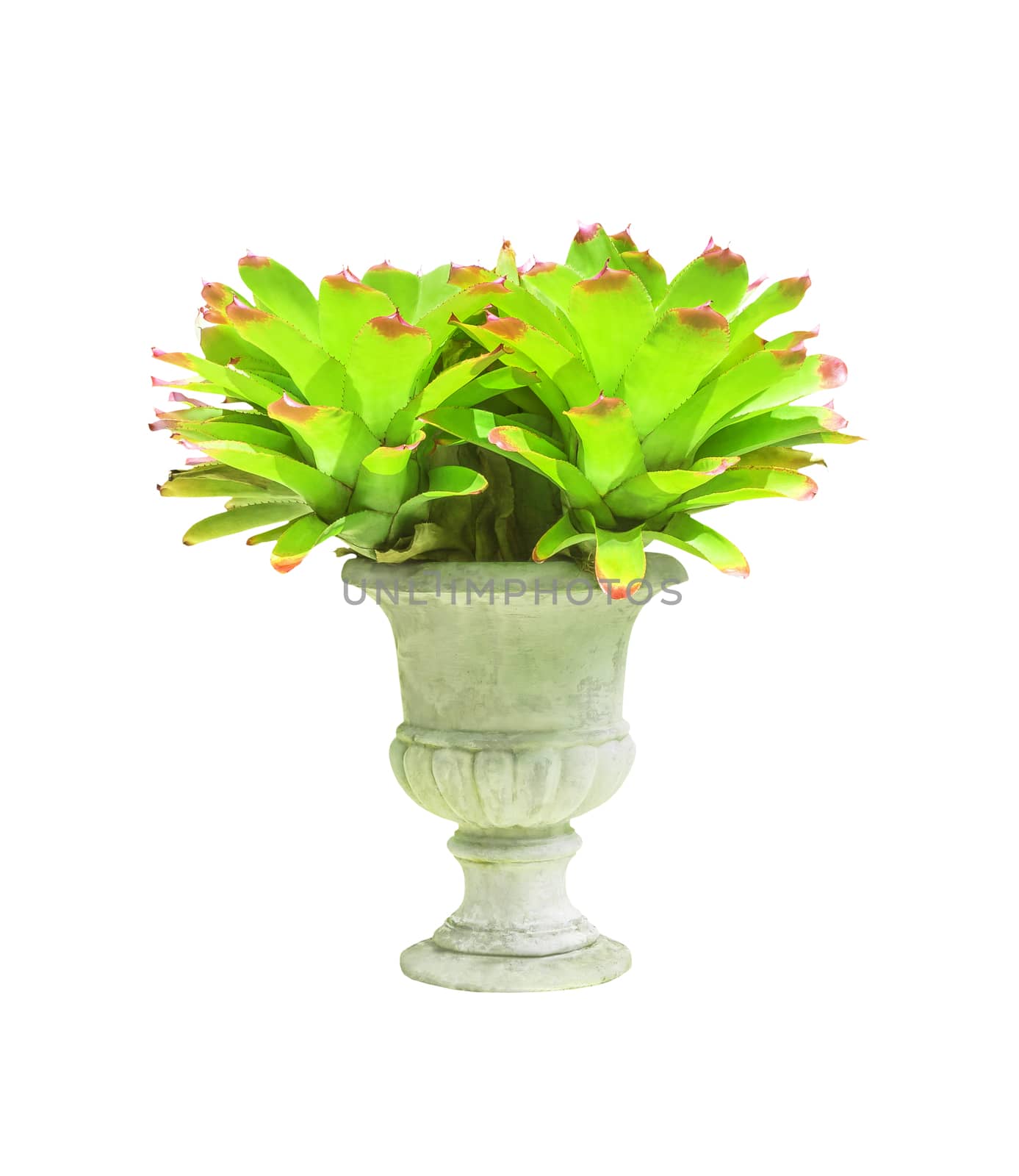 Bromeliad in concrete pot isolated on white with clipping path