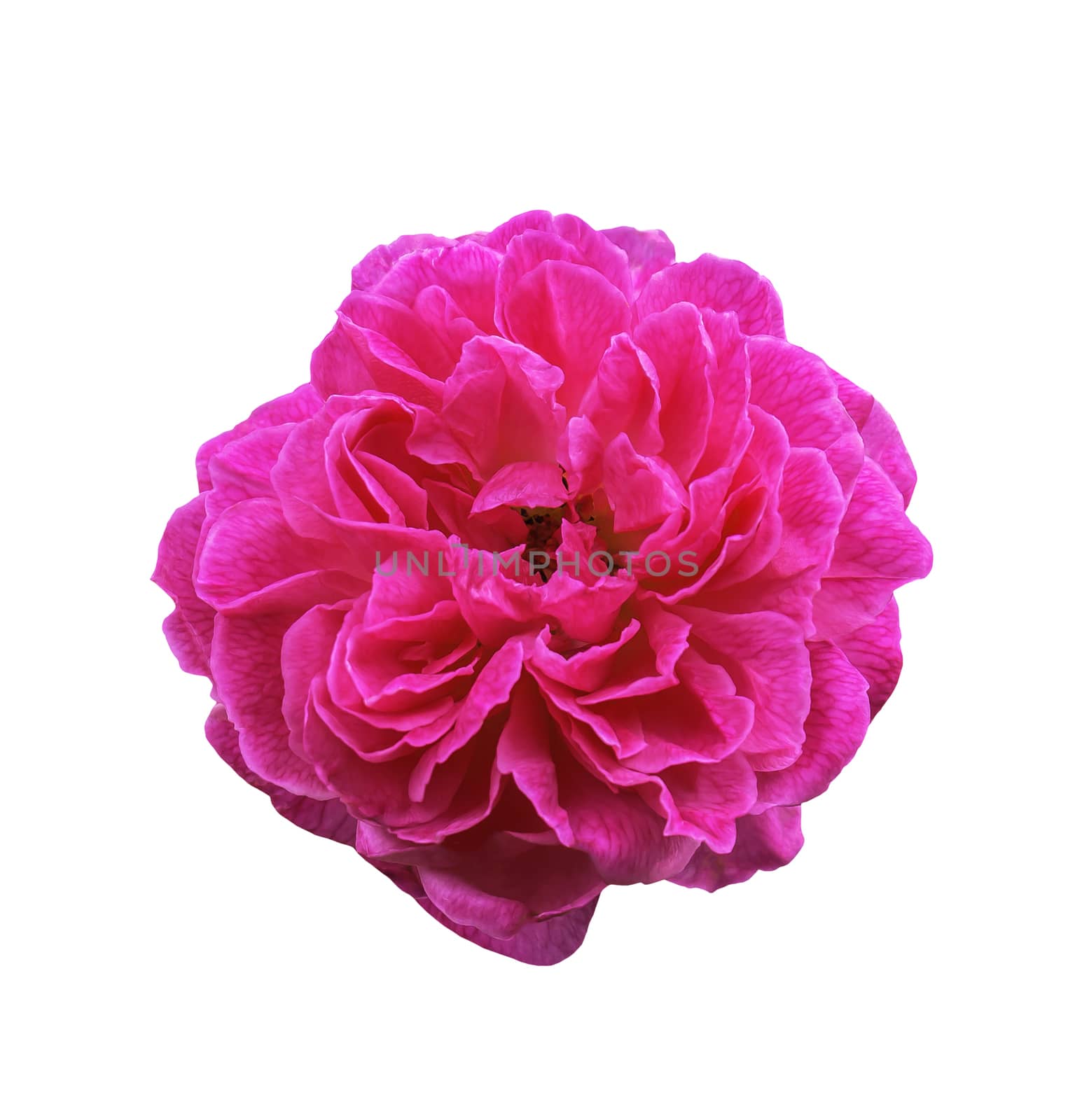 Pink rose flower isolated on white with clipping path