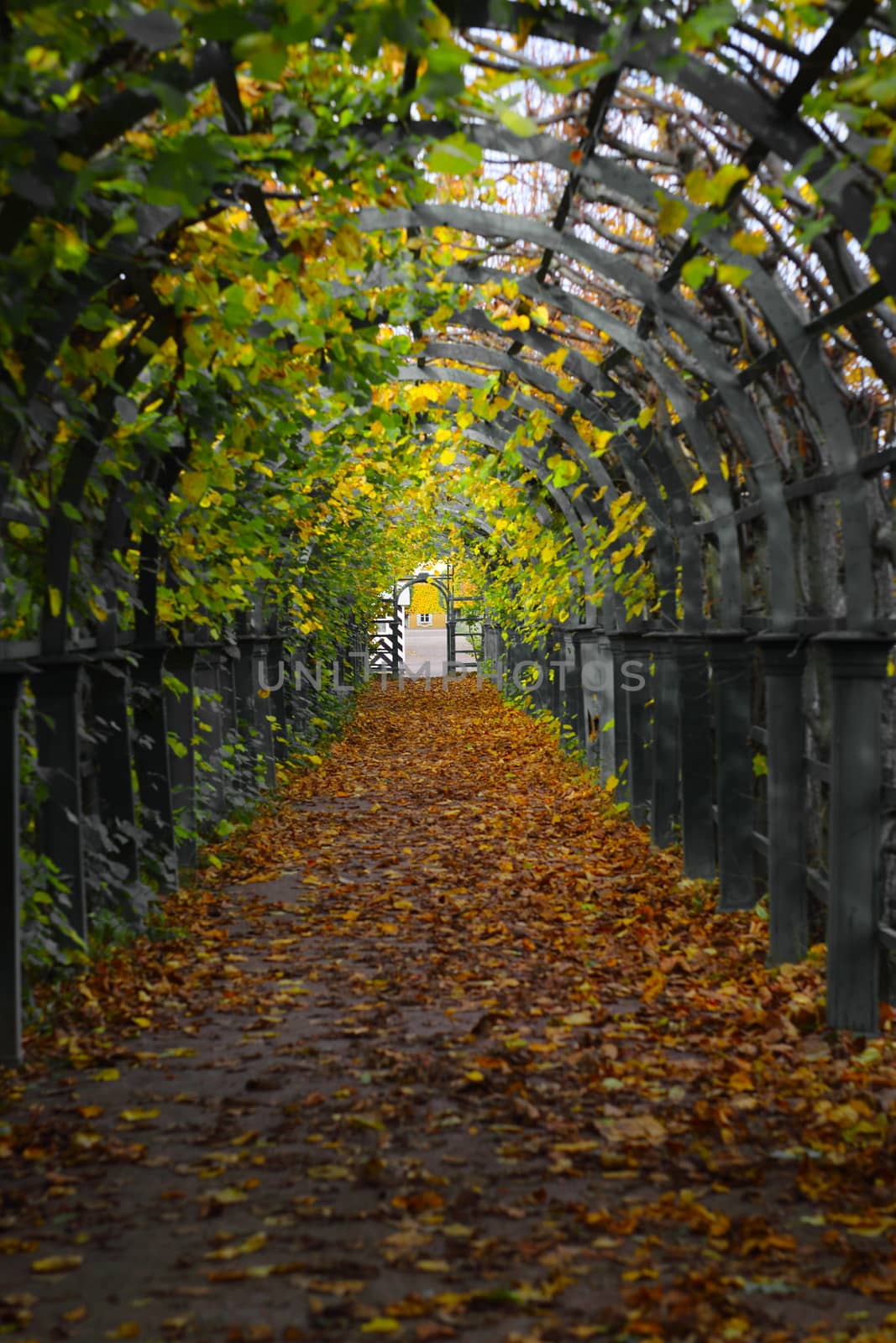 Footpath in tree gallery in autumn, Peterhof, Russia