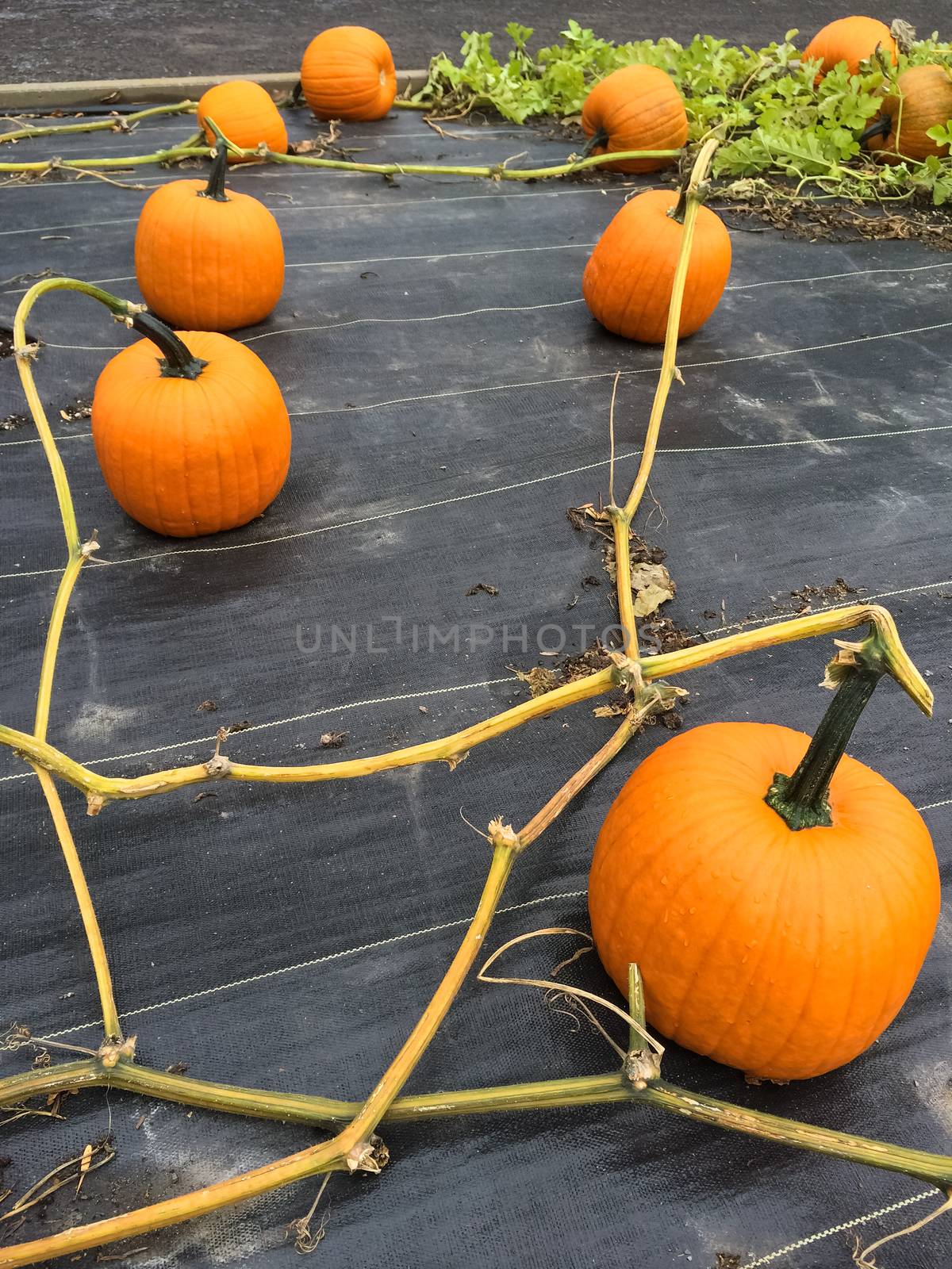 Lots of pumpkins growing in the garden by anikasalsera