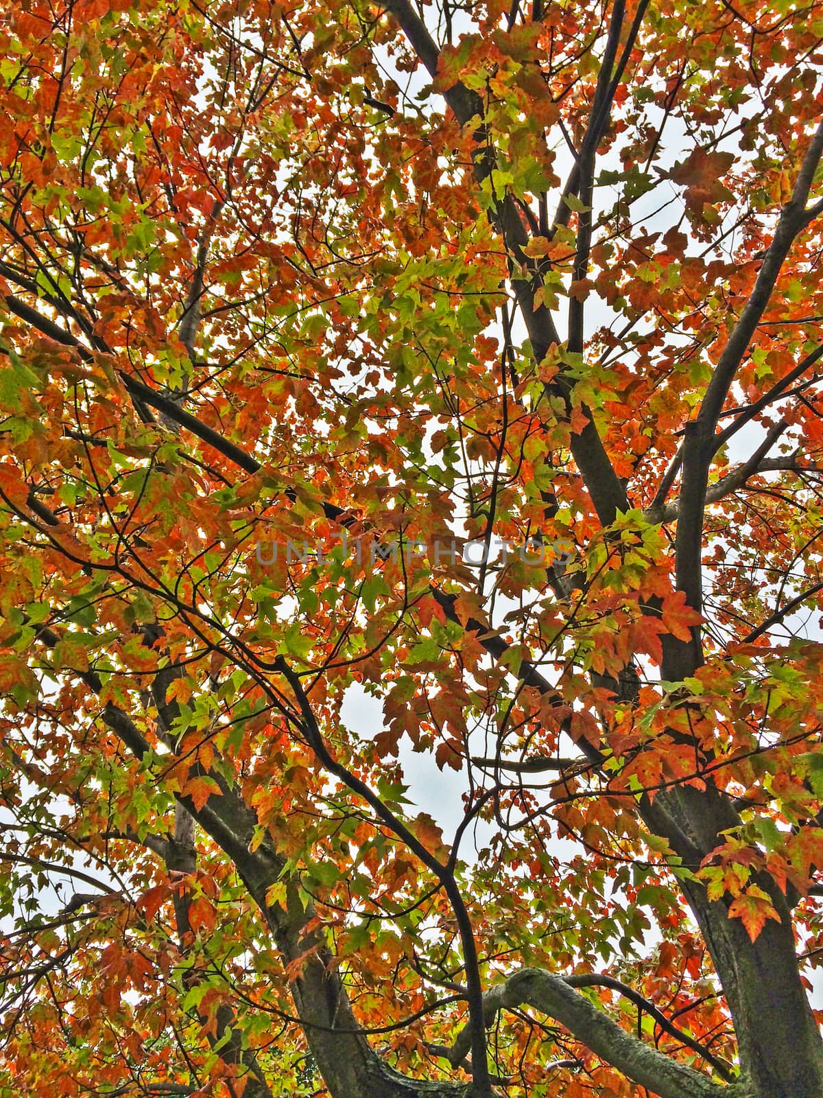 Colorful maple trees in autumn. Quebec, Canada.