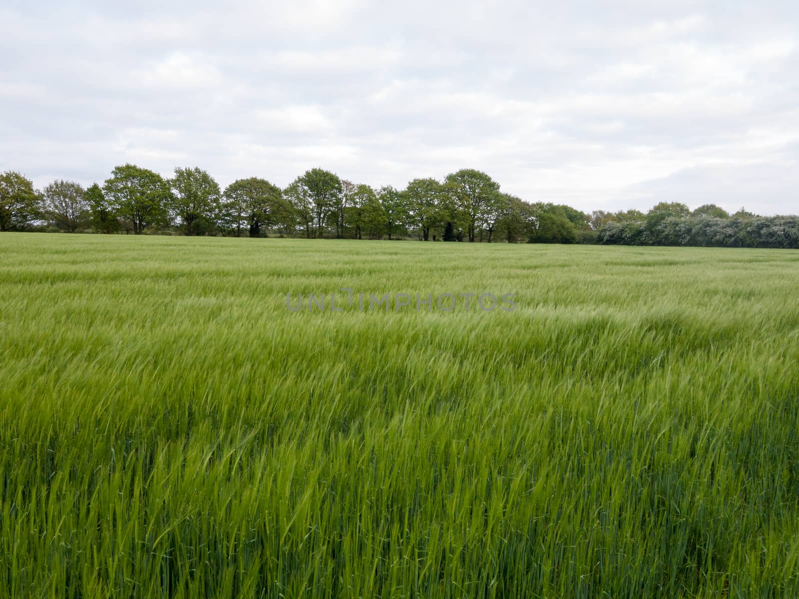 lush over top field of crop and grass outside in field in spring at end of day