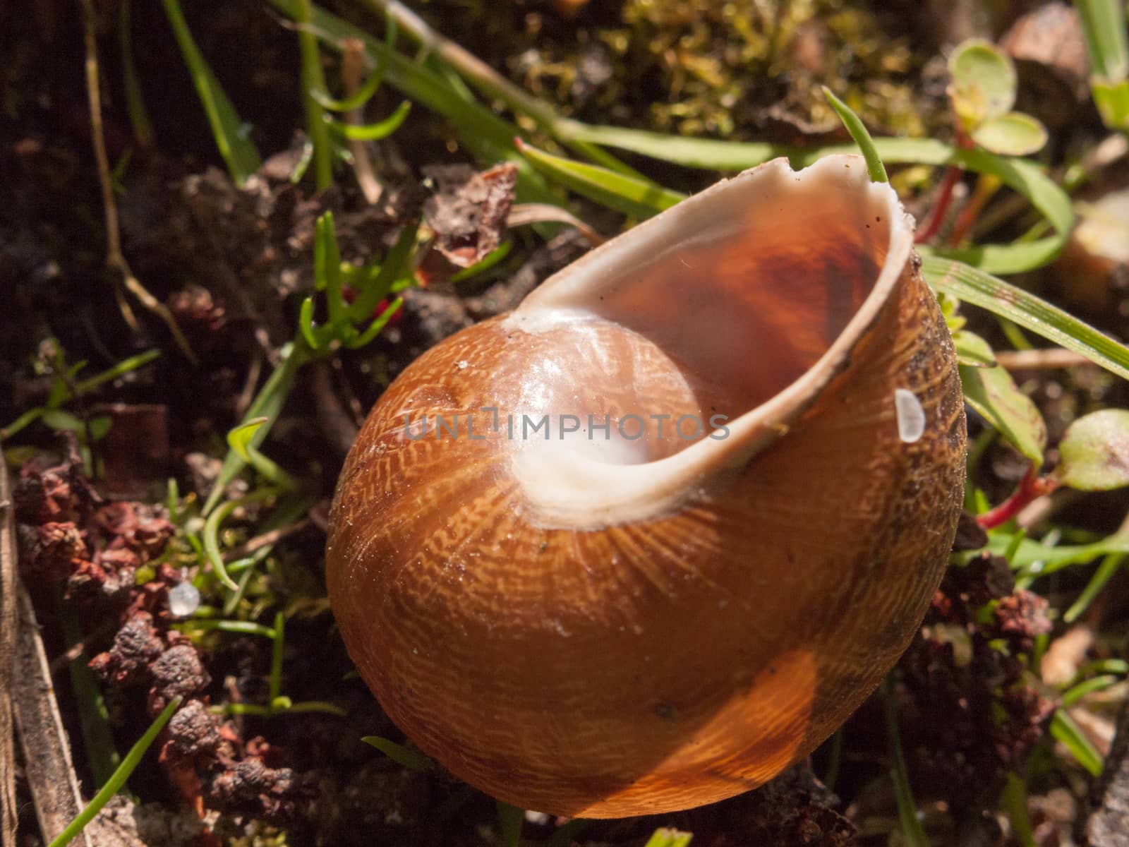 close up of an empty snail shell outside on the ground brown detail macro spring late afternoon light