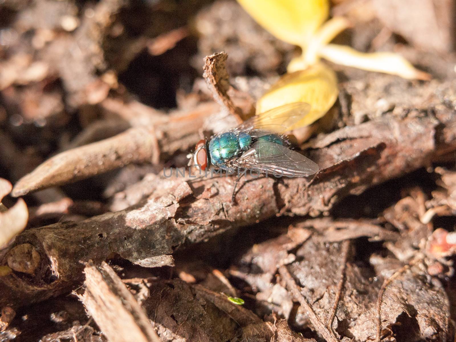 close up of a big ugly and colorful fly resting on the ground in by callumrc