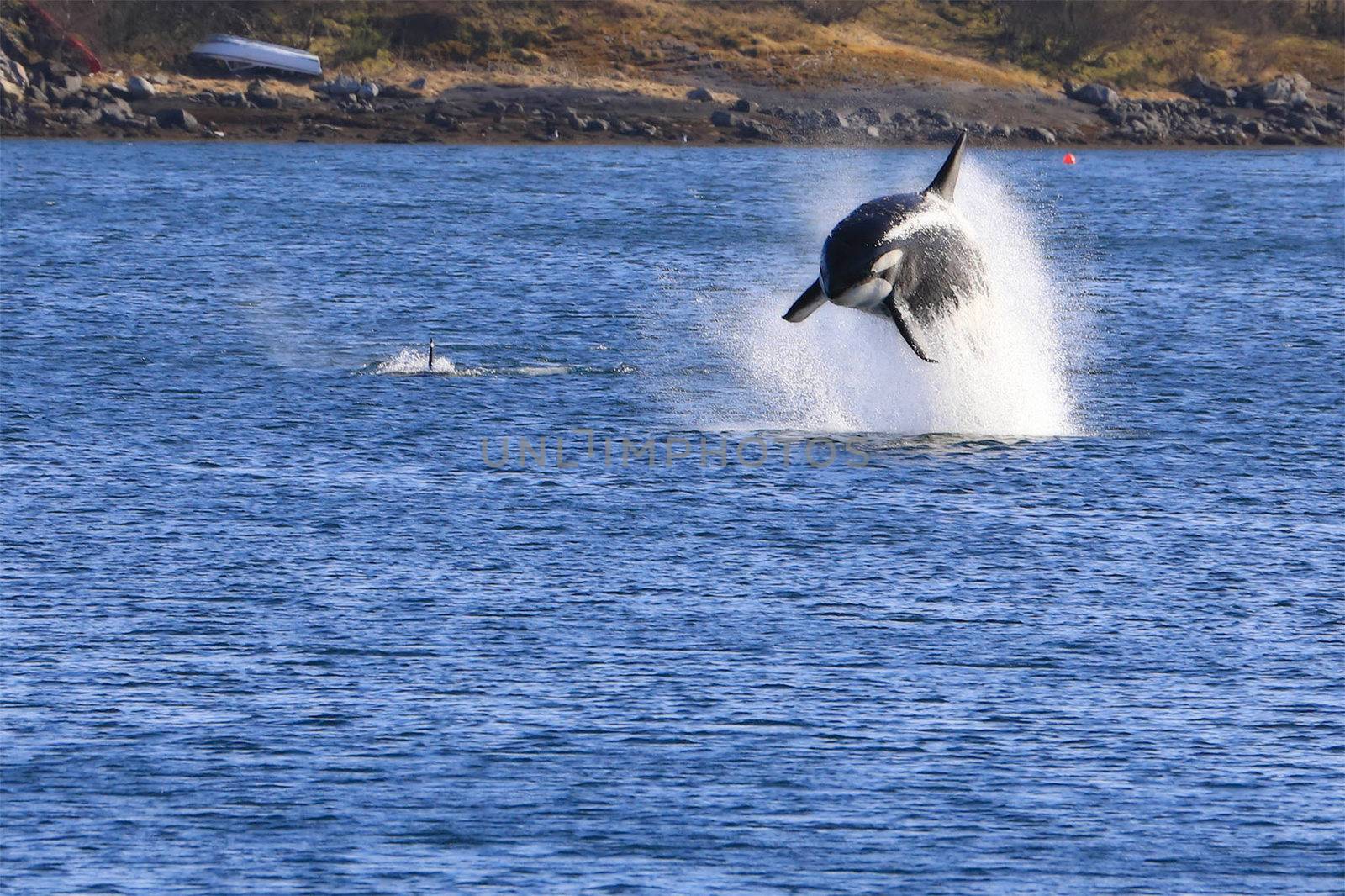 Spekkhoggere på besøk ved Nausholmen i Brønnøysund