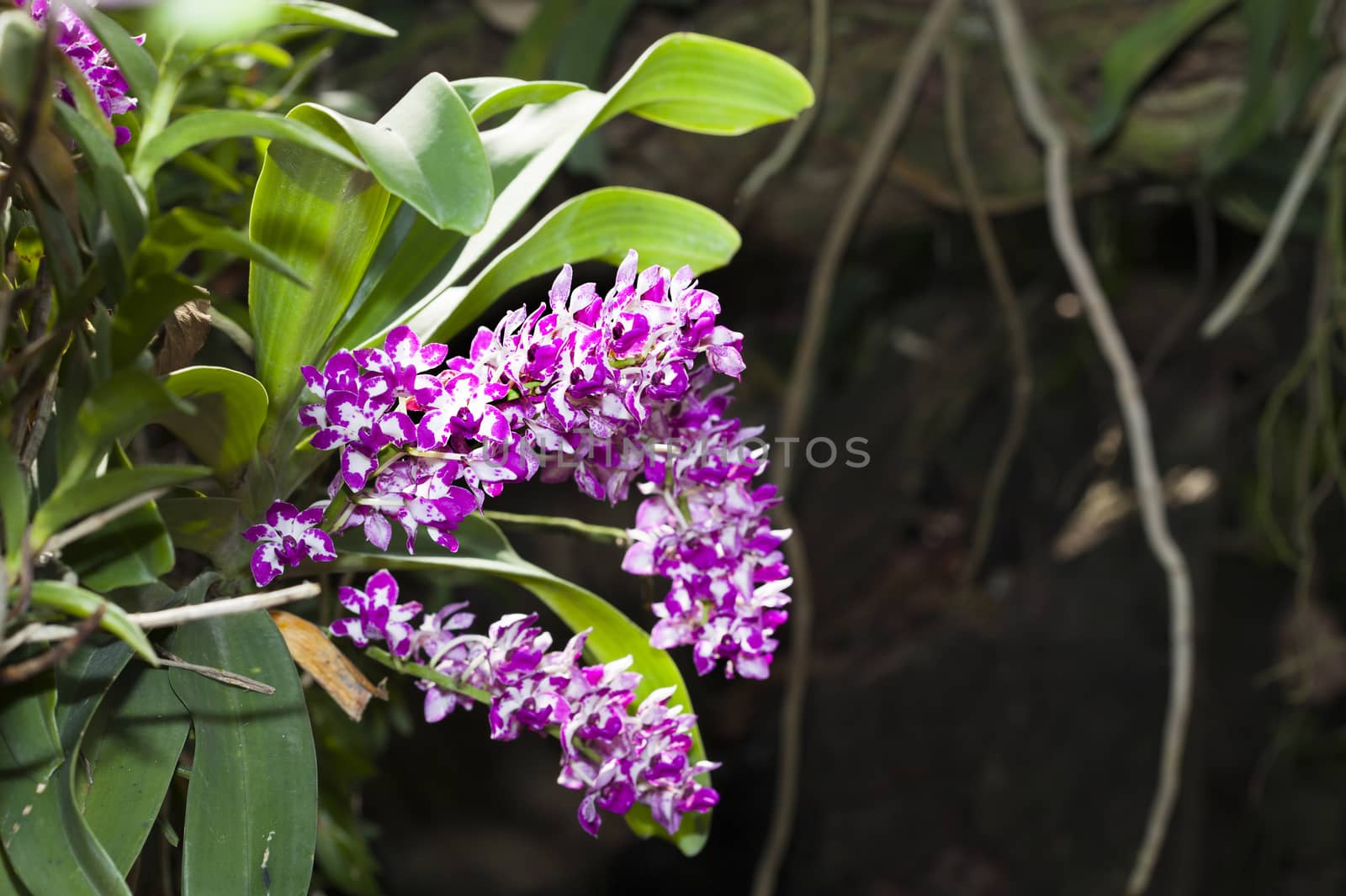 Purple orchid in the garden, Rhynchostylis flowers are fragrant.