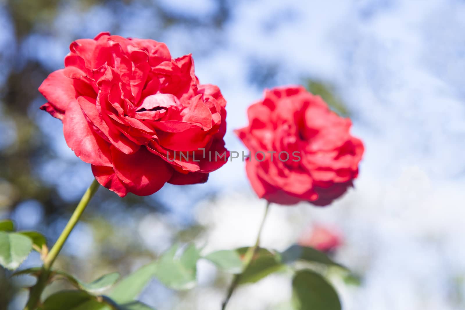 Red roses on blue sky background. Red climbing rose isolated on blue sky.