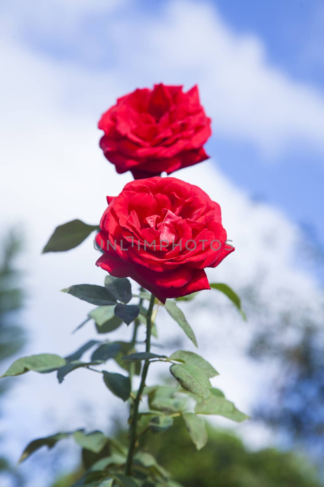Red roses on blue sky background. Red climbing rose isolated on blue sky.