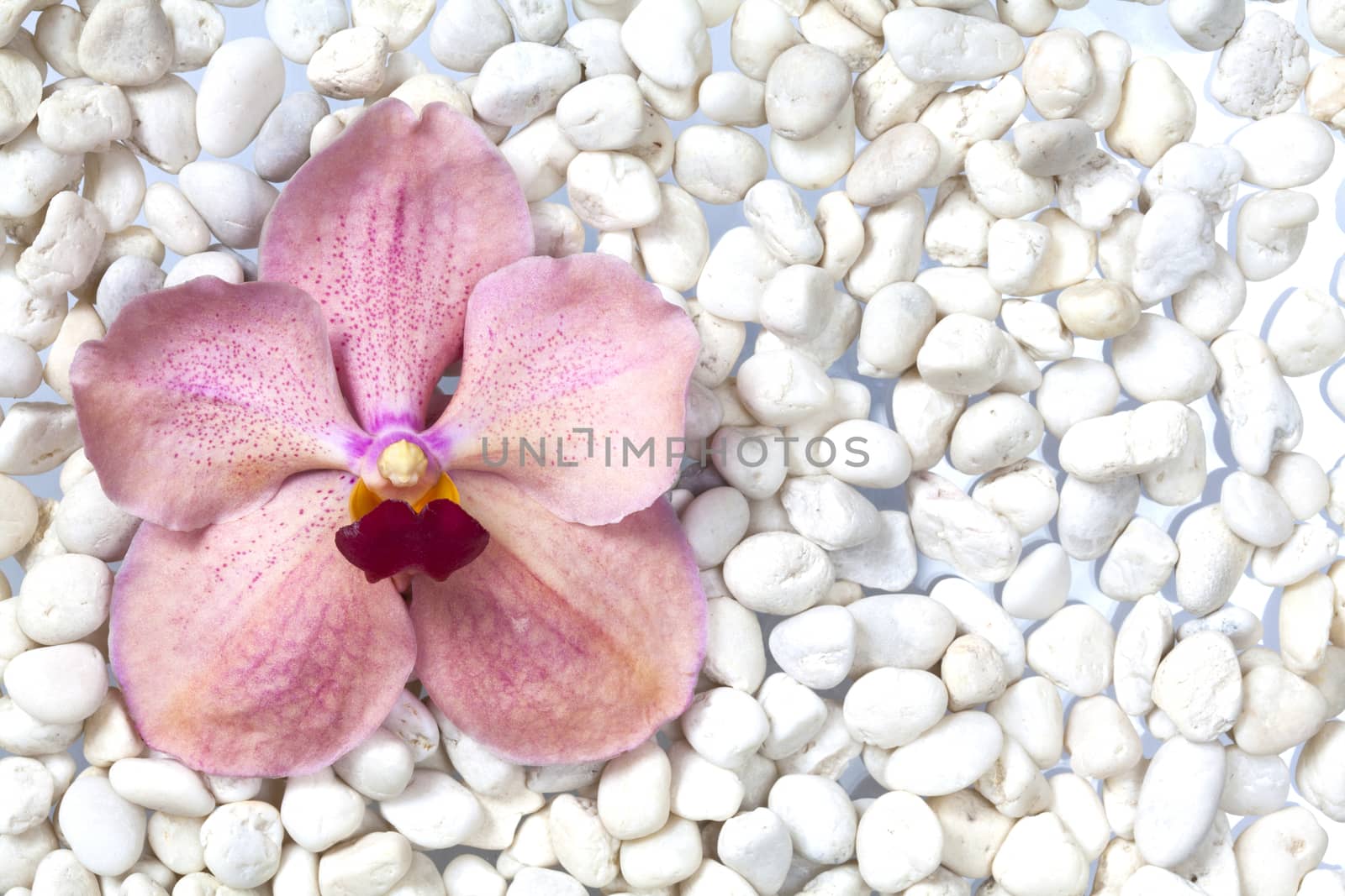 Orange orchids on a stone background.