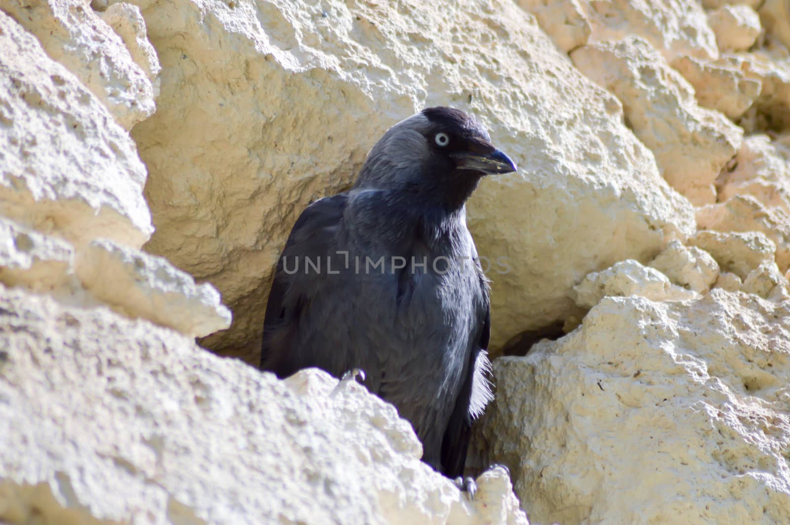 Black Crow in a Crevasse  by Philou1000