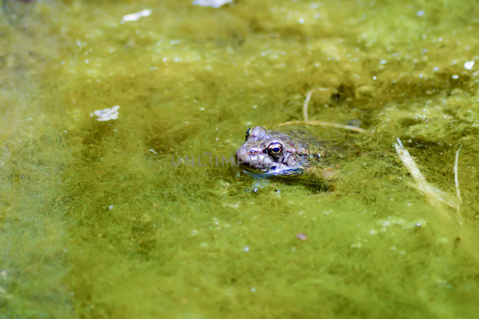 Frog leaving the head of the mud in a pond on the island of Crete