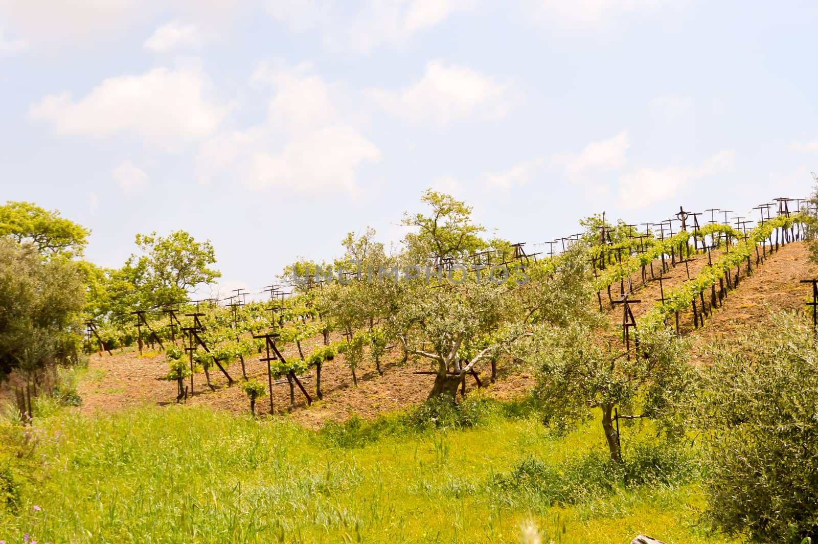 Vineyards and olive trees  by Philou1000