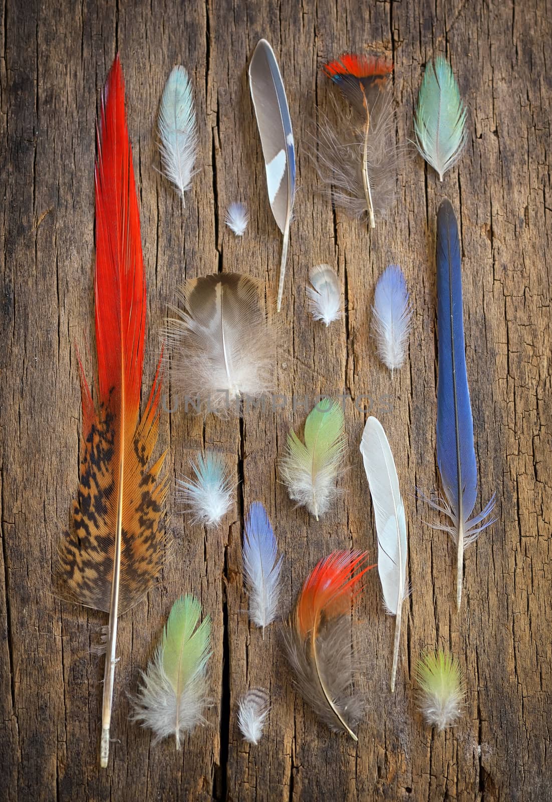 Collection of different color feathers by jordachelr