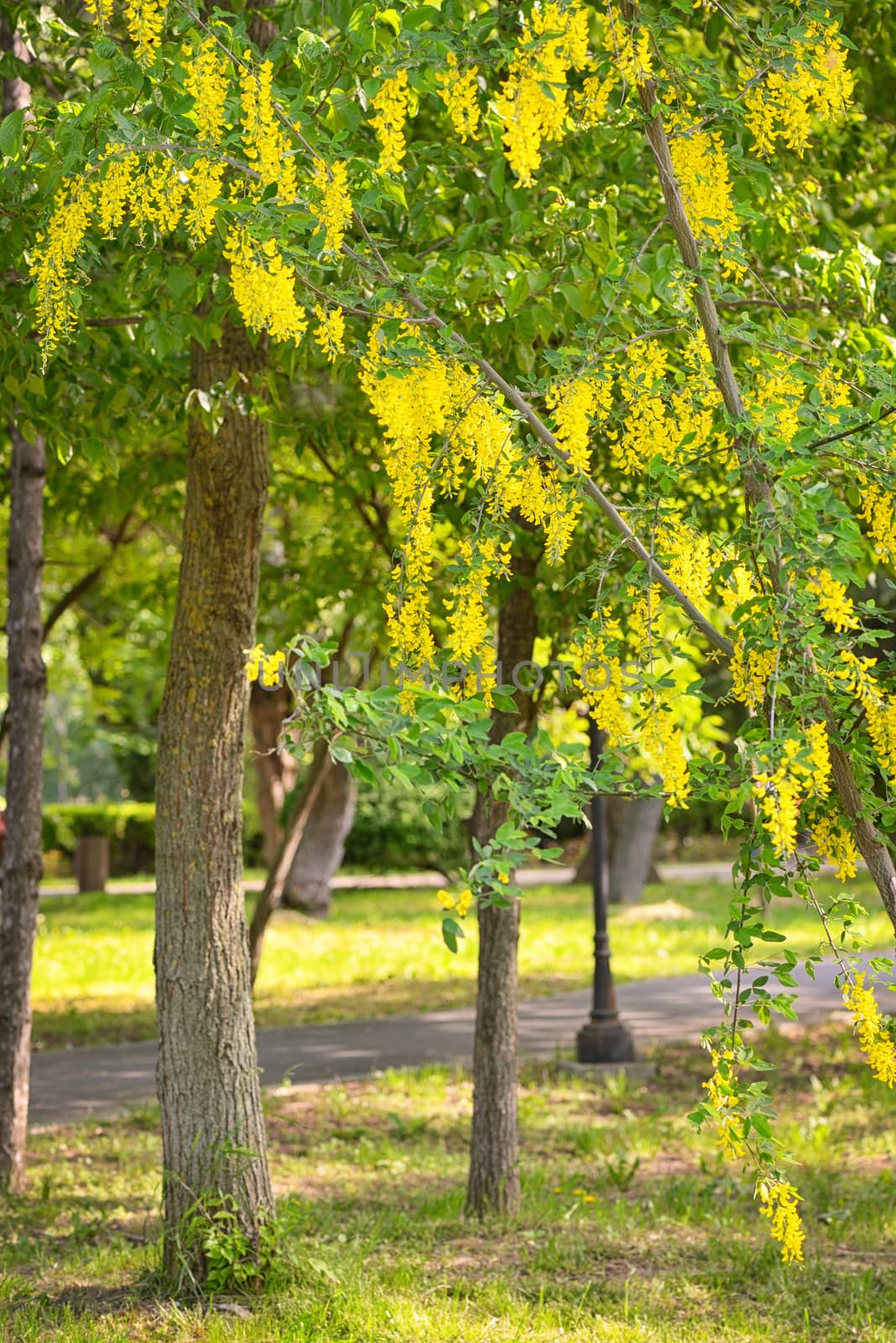 Yellow Golden shower Cassia fistula flower