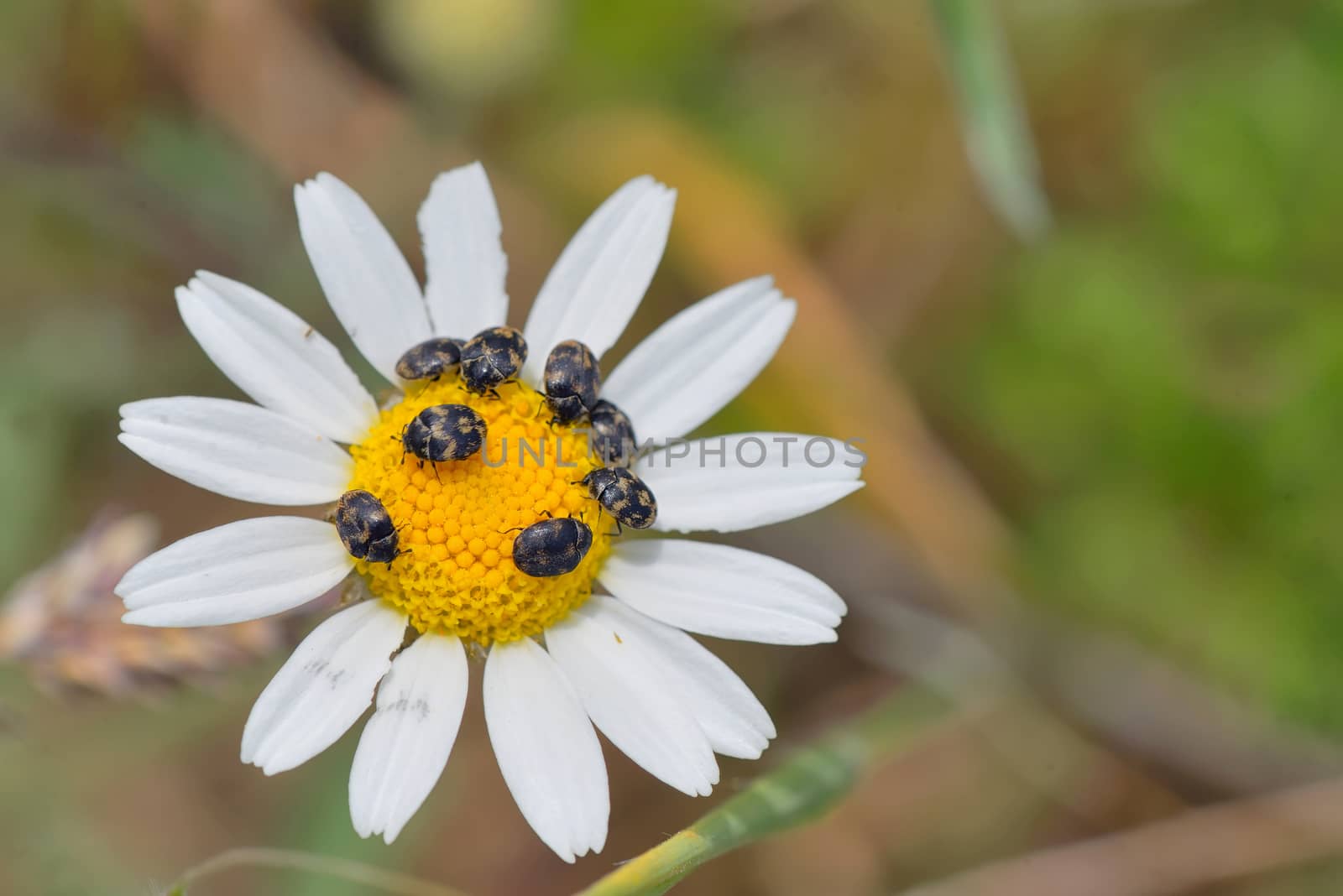 Details of chamomile flower and small bugs