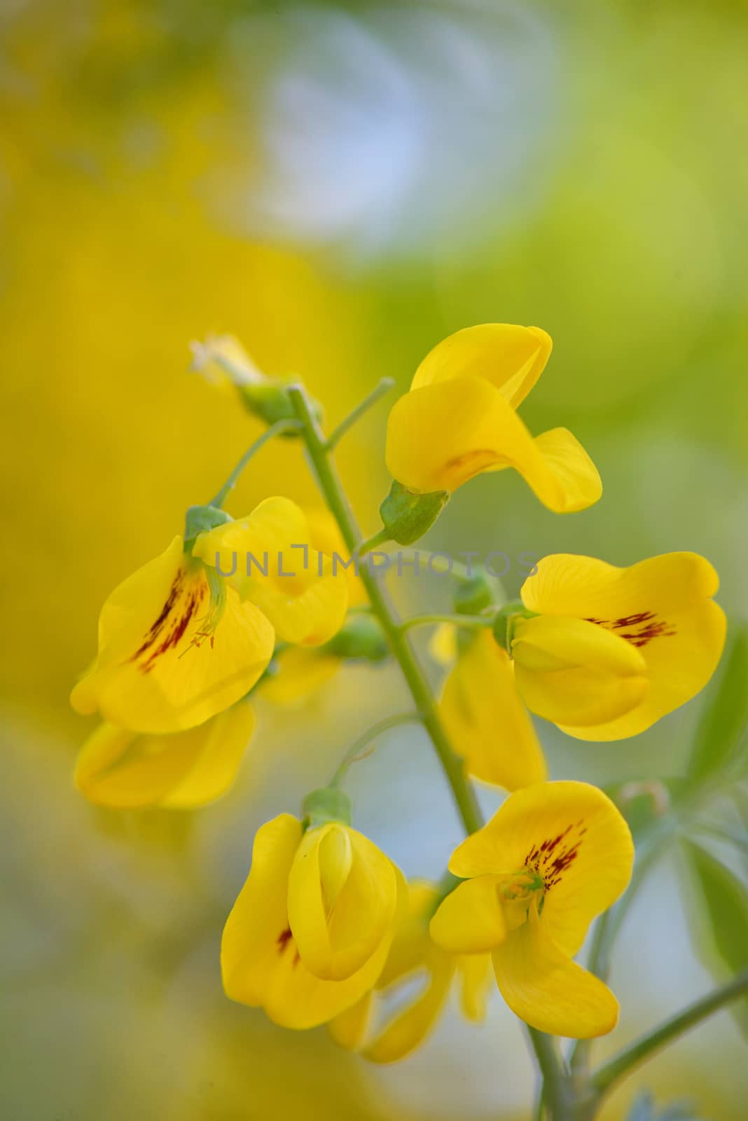 Cassia fistula flower by jordachelr