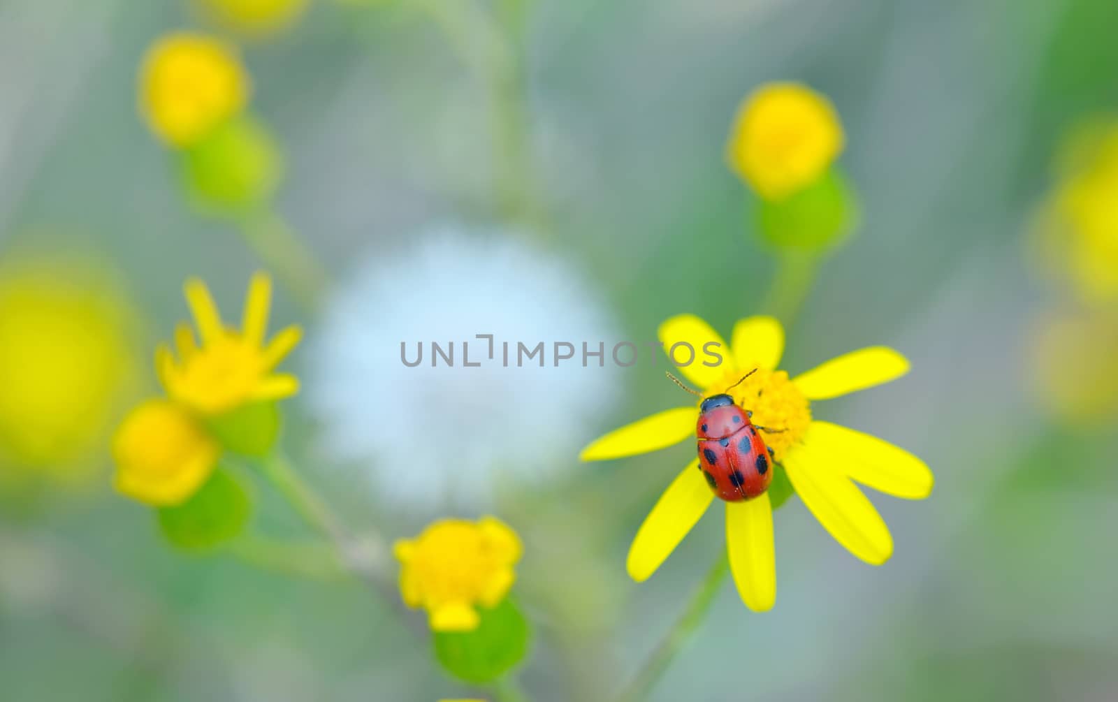 Ladybug on yellow flower in spring time