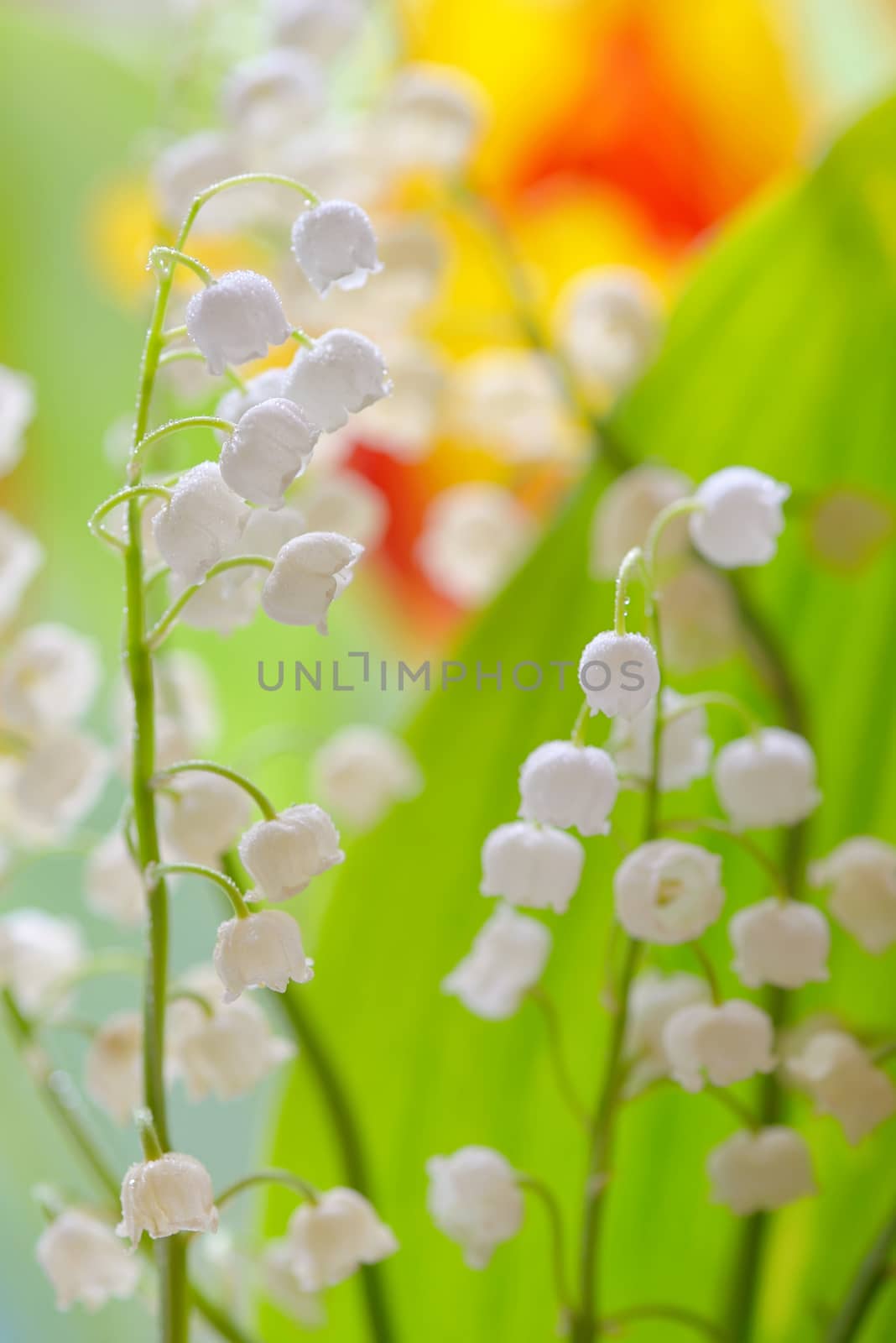 Lily of the valley (convallaria majalis) by jordachelr