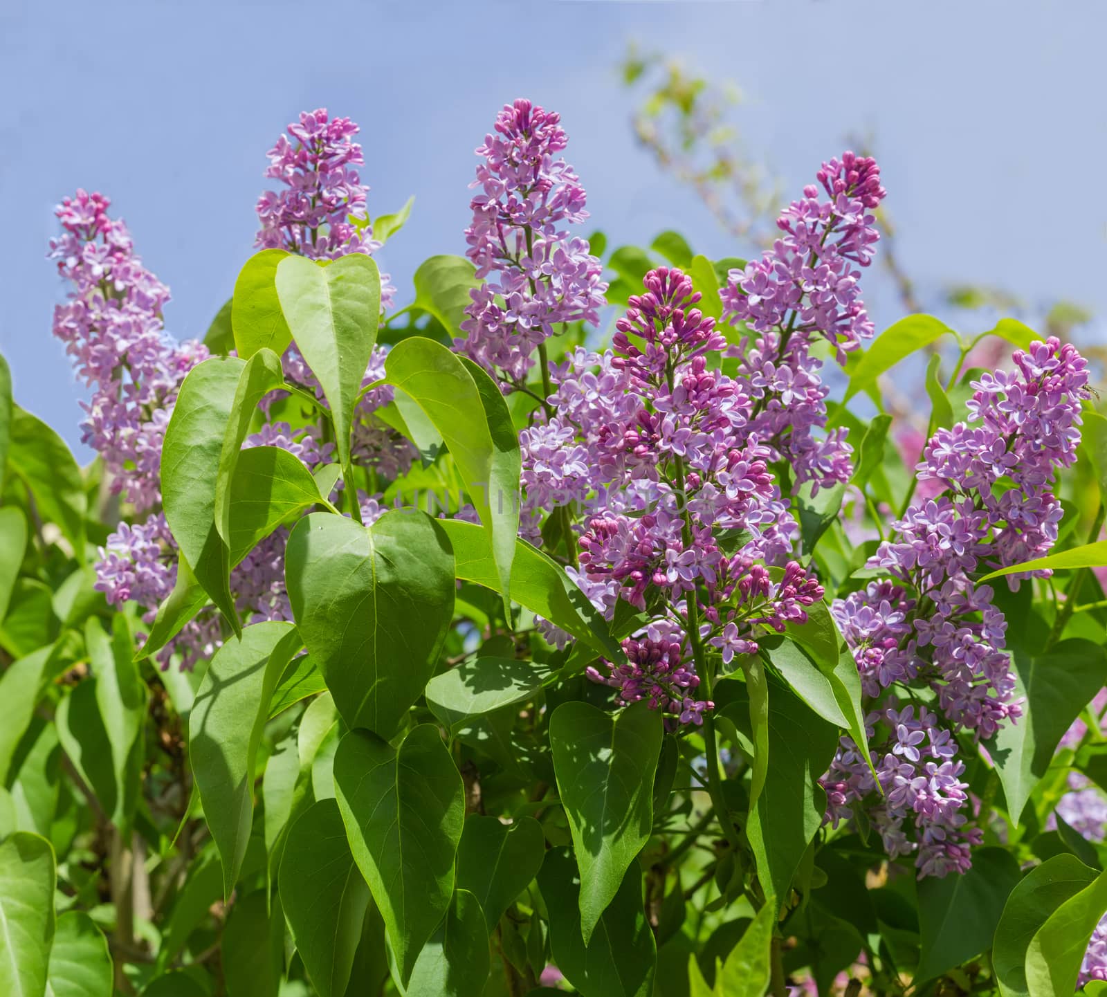 Top of the lilac bush with the light purple flowers against the sky
