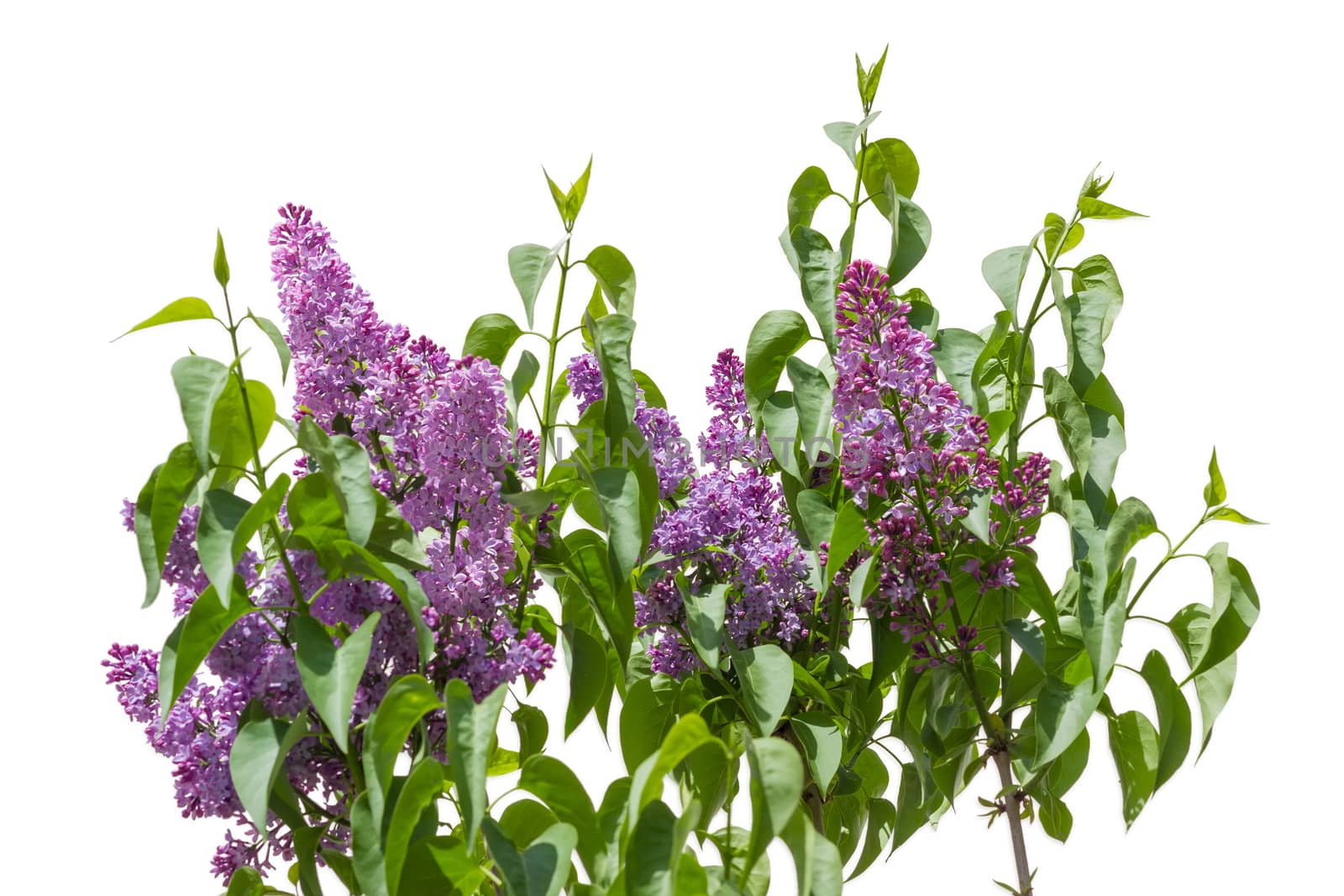 Top of the lilac bush with the light purple flowers on a light background
