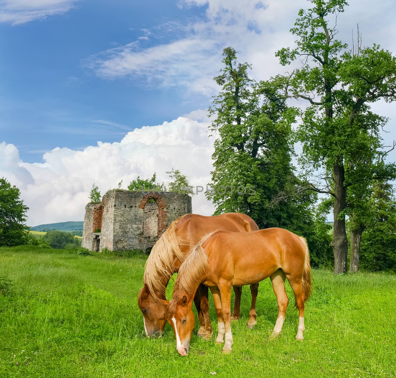 Two horses in the background of the castle ruins by anmbph