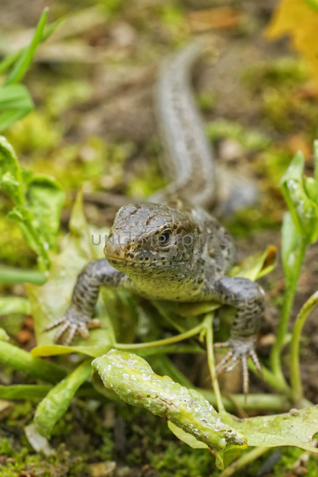 Lizard (Lacerta agilis) in a wild nature