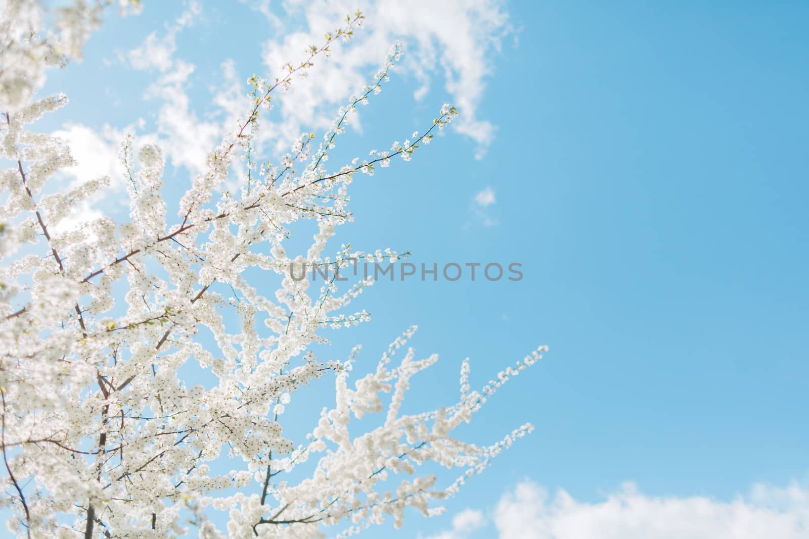 Spring Cherry blossoms, white flowers by rozhenyuk