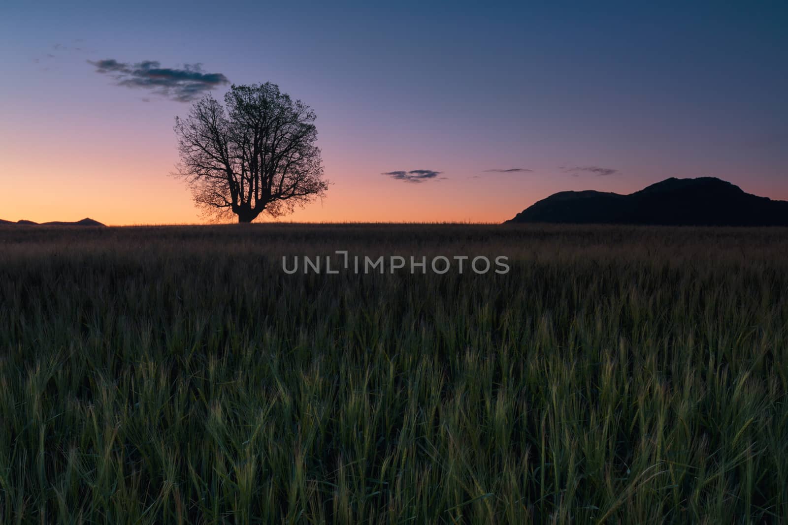 Green barley field ans a lonely oak at sunrise