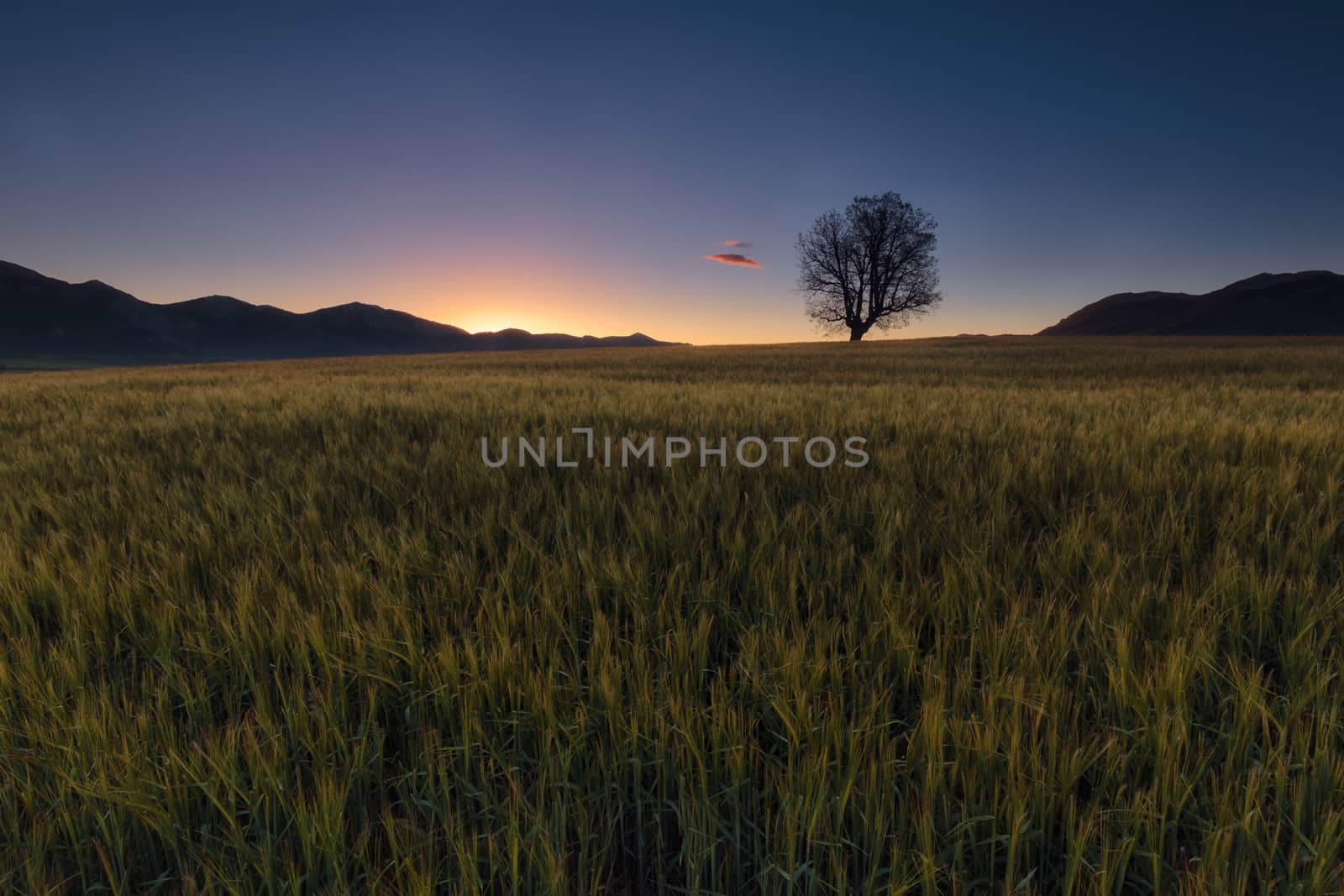 Green barley field ans a lonely oak at sunrise