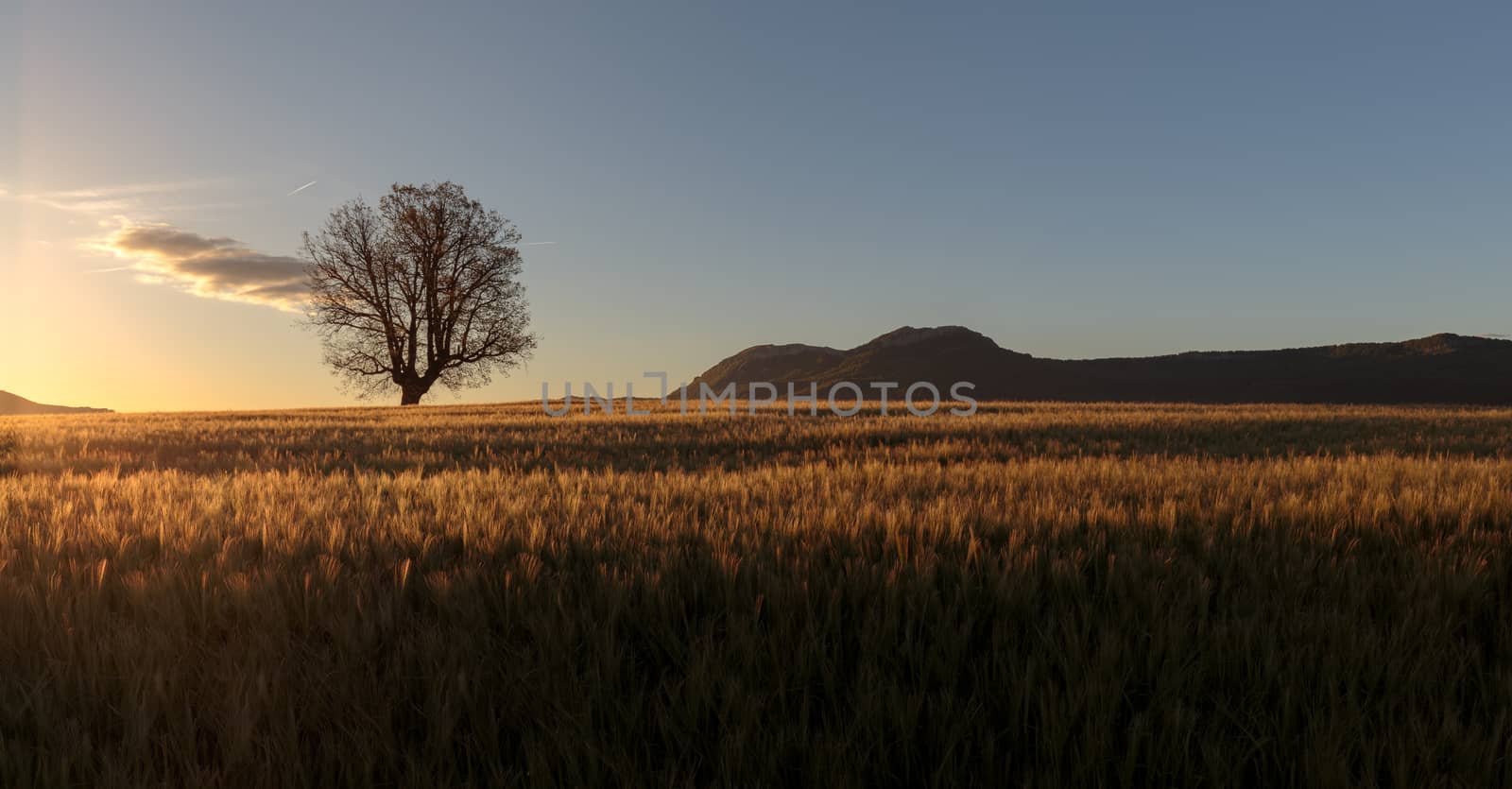 Green barley field ans a lonely oak at sunrise