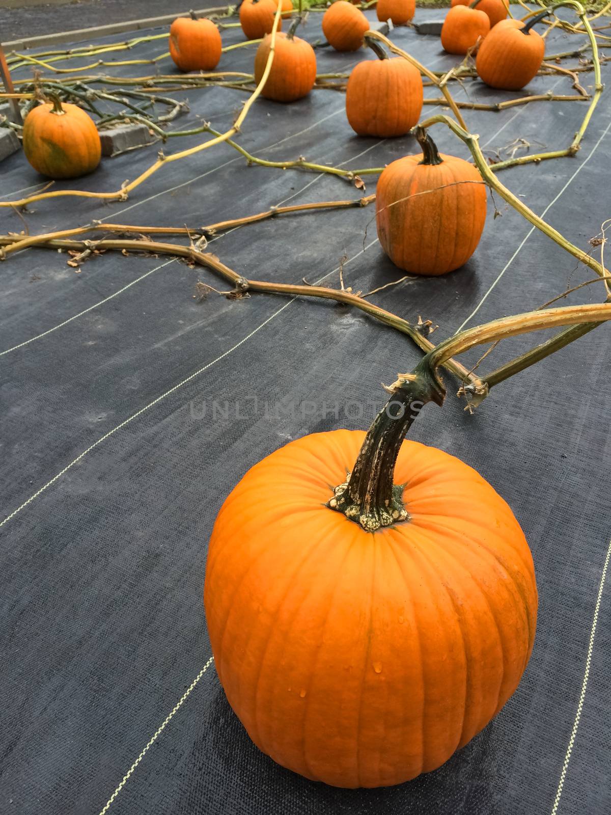 Lots of pumpkins growing on a vegetable patch by anikasalsera