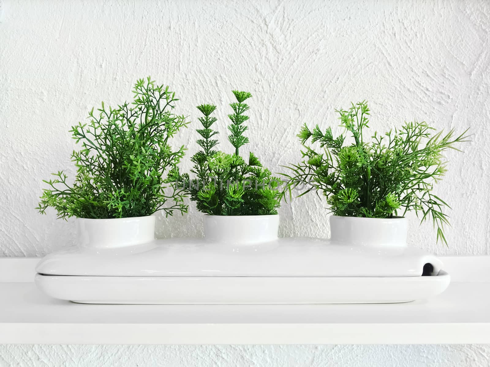 Green plants in a white decorative ceramic pot. Home decor.