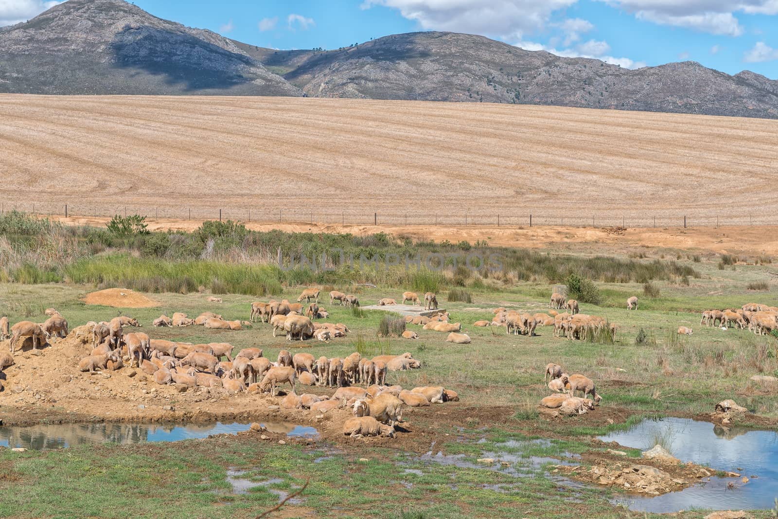 A farm scene with sheep in a boggy field next to the Middelplaas Road near Caledon in the Western Cape Province
