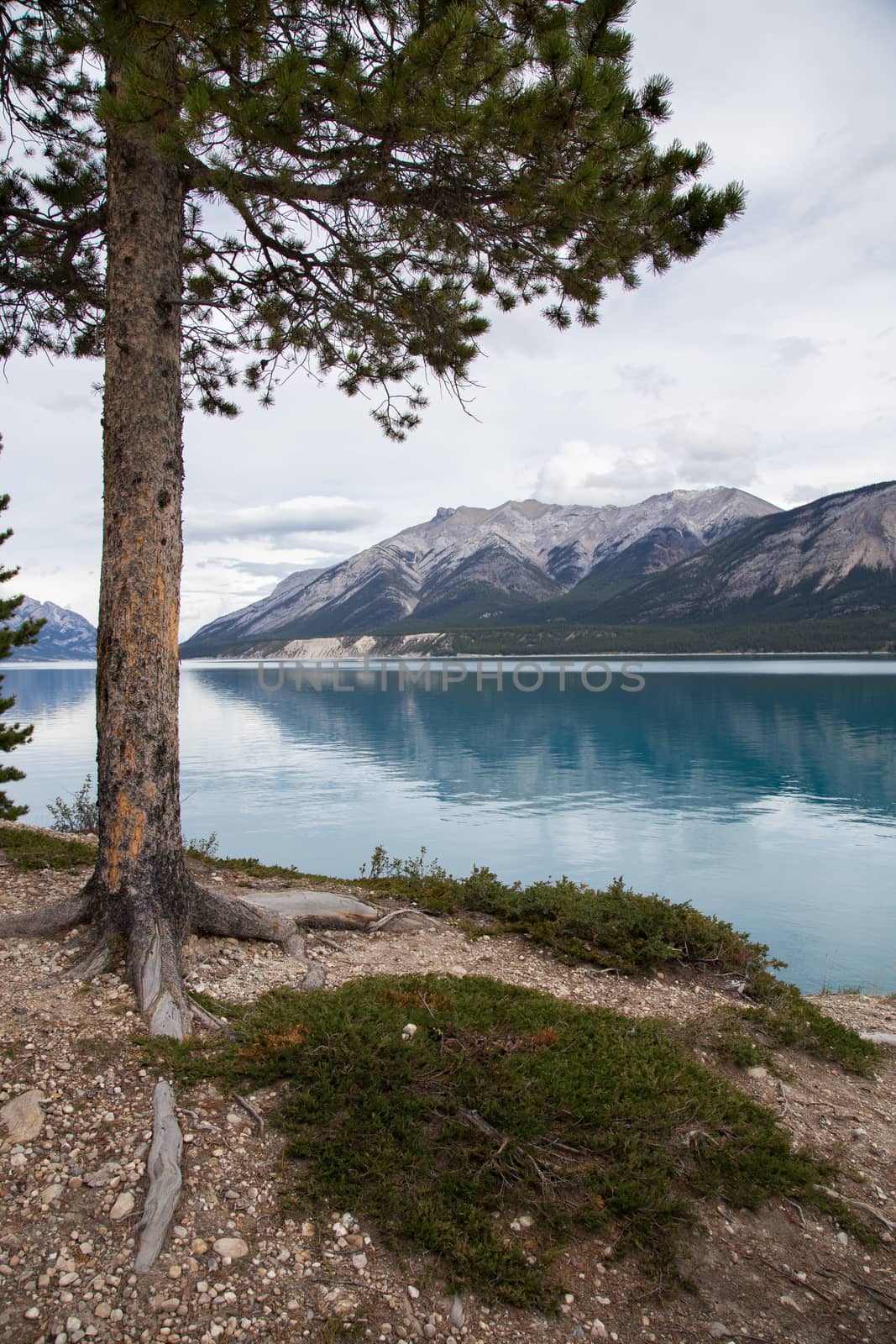 A view from the shore of Abraham Lake on a cloudy autumn afternoon.