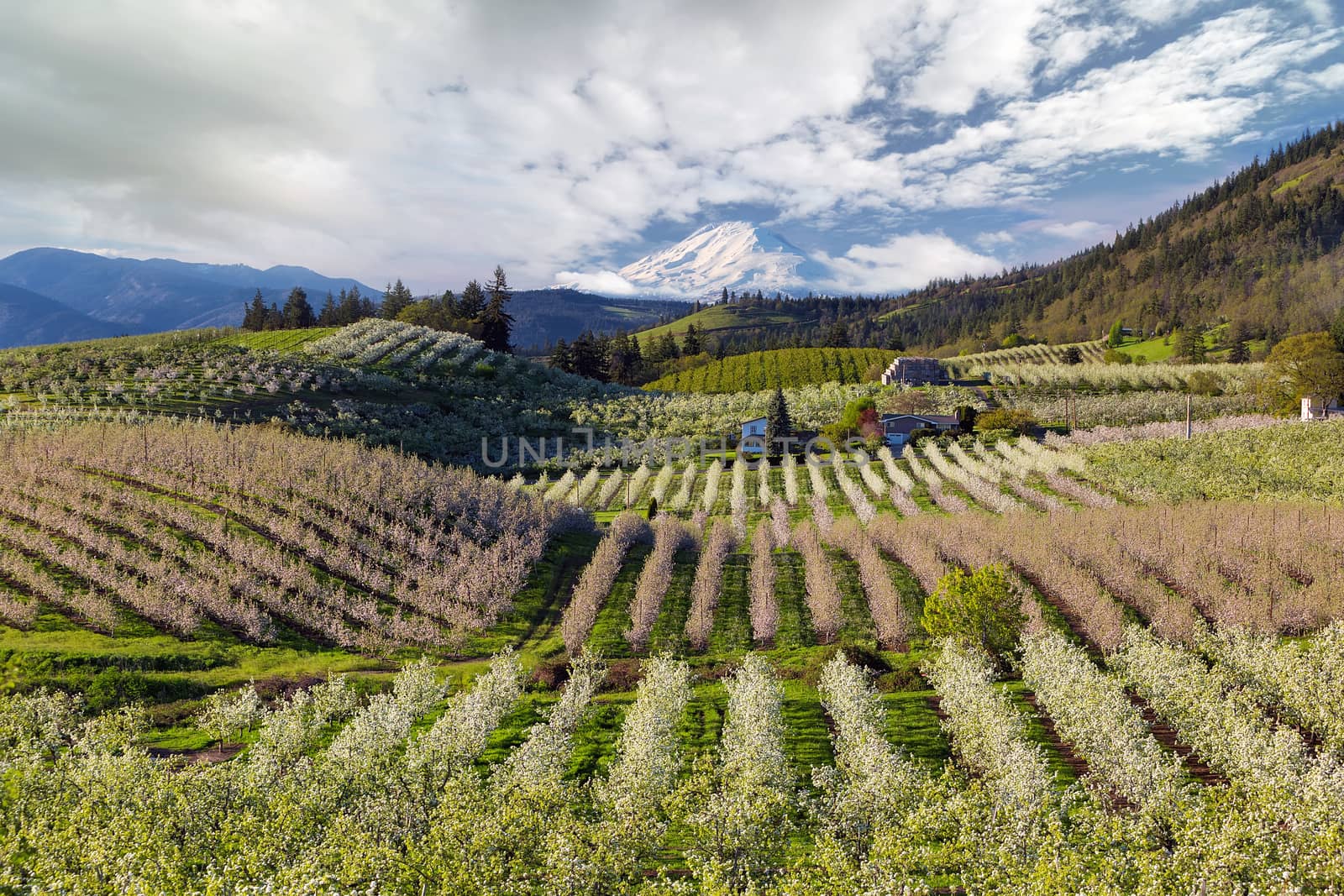 Hood River Pear Orchards on a Cloudy Day by Davidgn