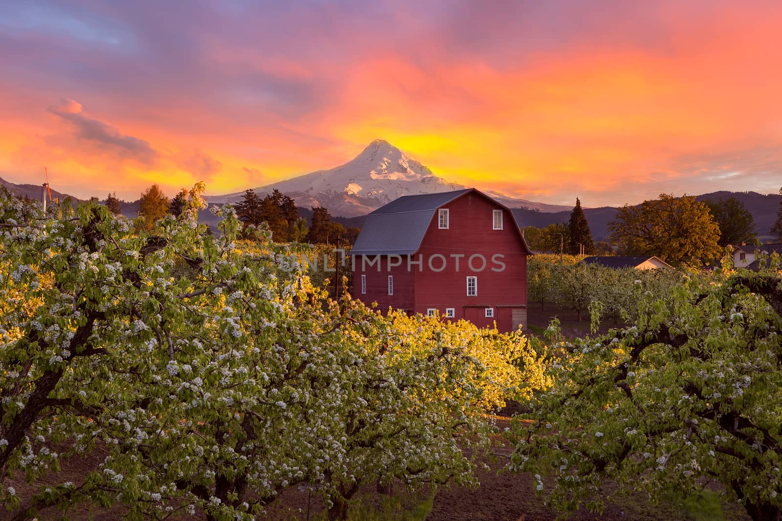 Sunset over Mt Hood and Red Barn by Davidgn