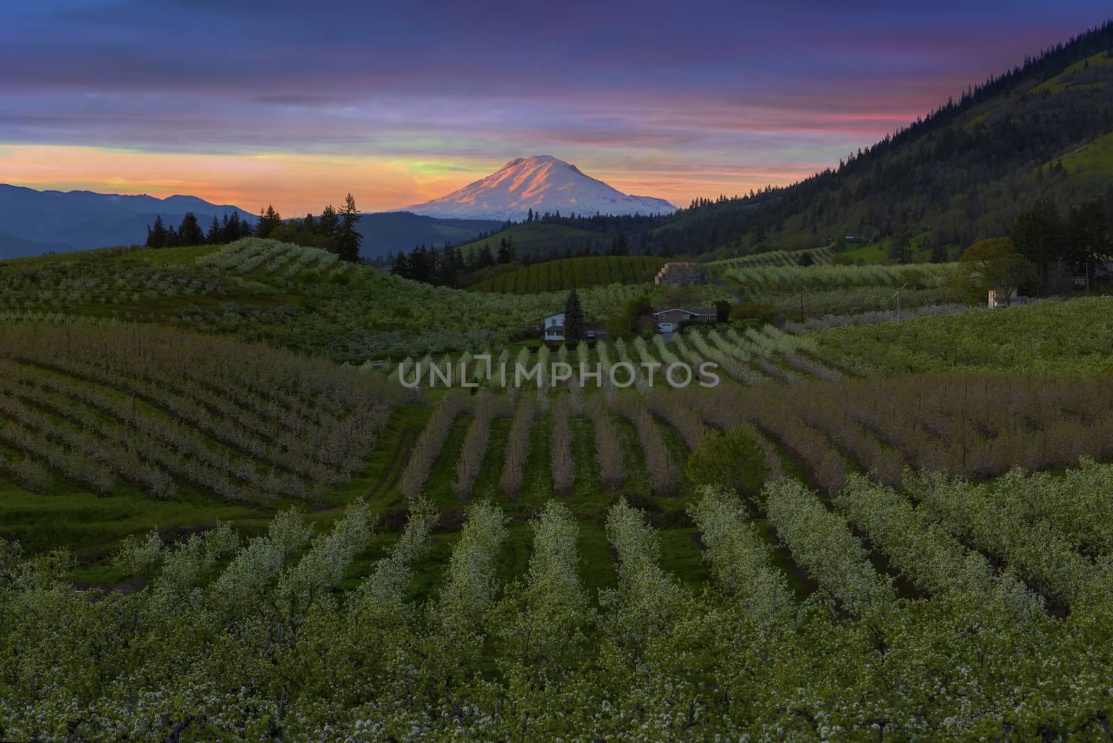 Pear Orchards Rolling Hills and Mount Adams View at Hood River Oregon during sunset