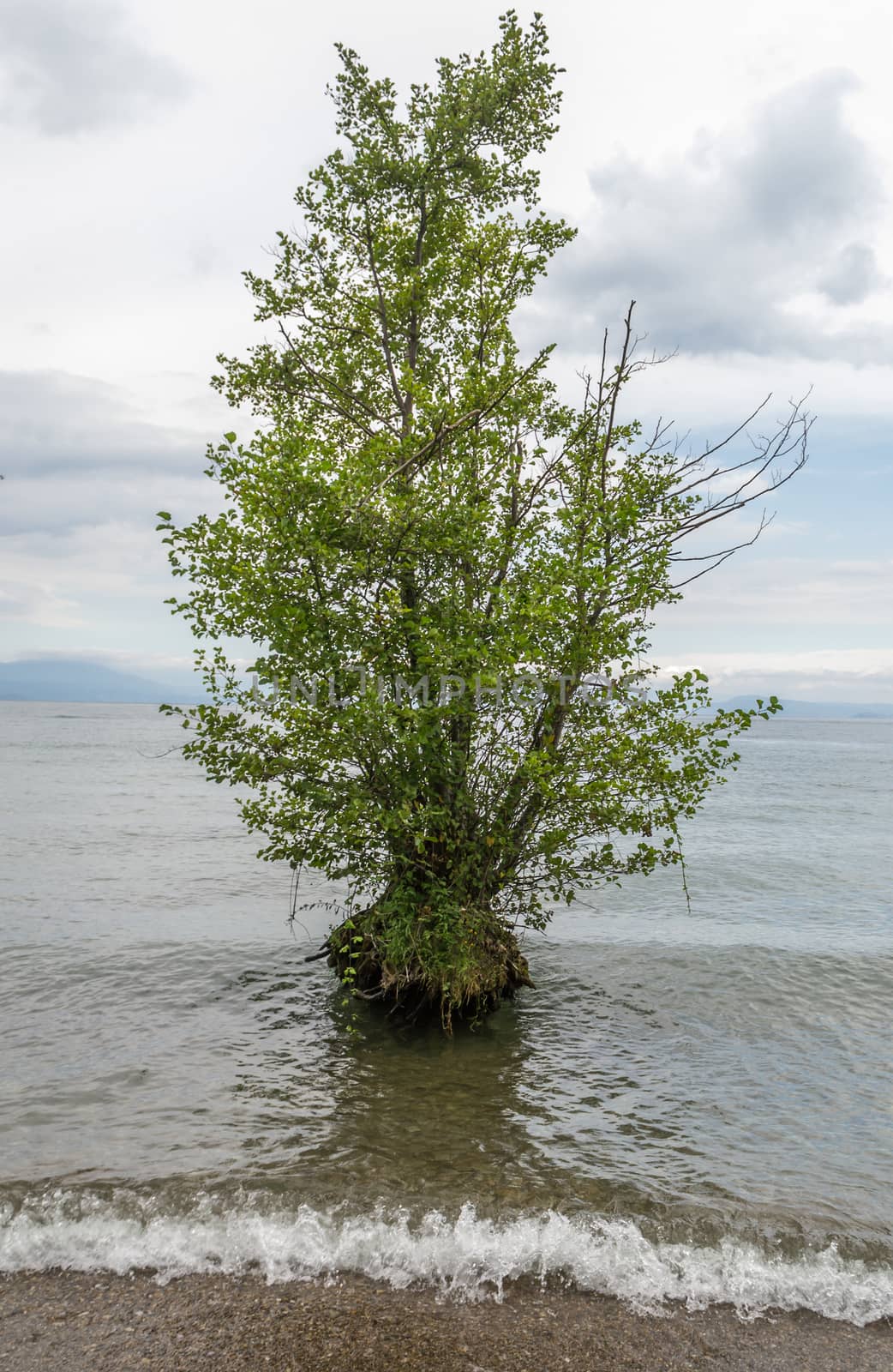 Tree grown in lake, on cloudy day
