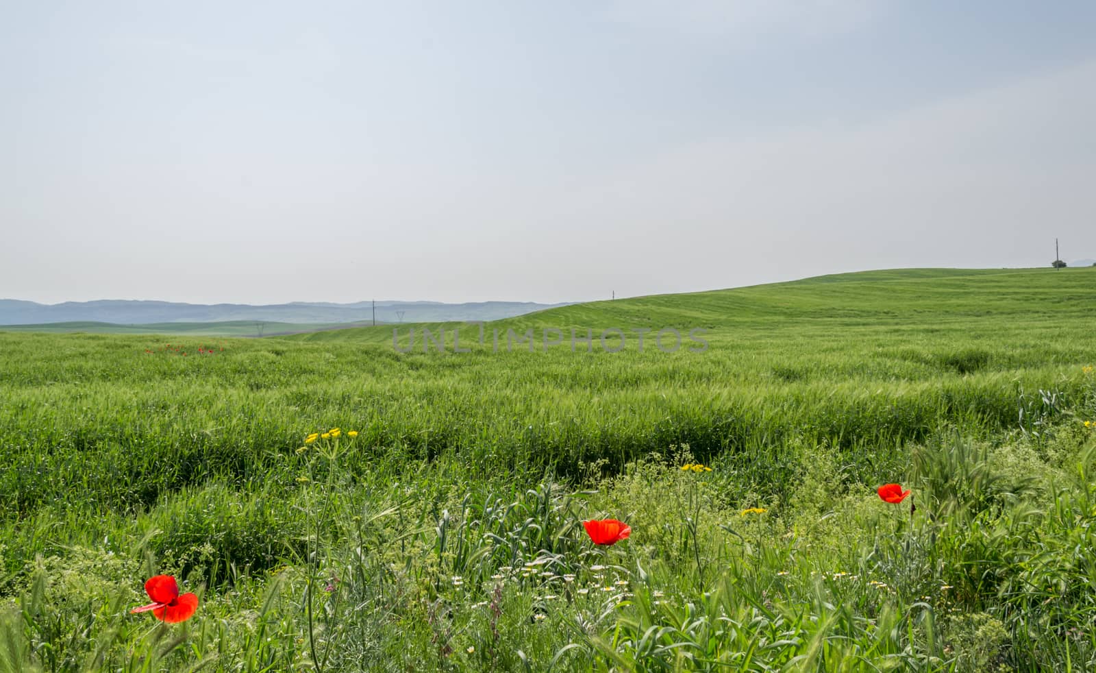 Green meadow with red flowers, on cloudy day