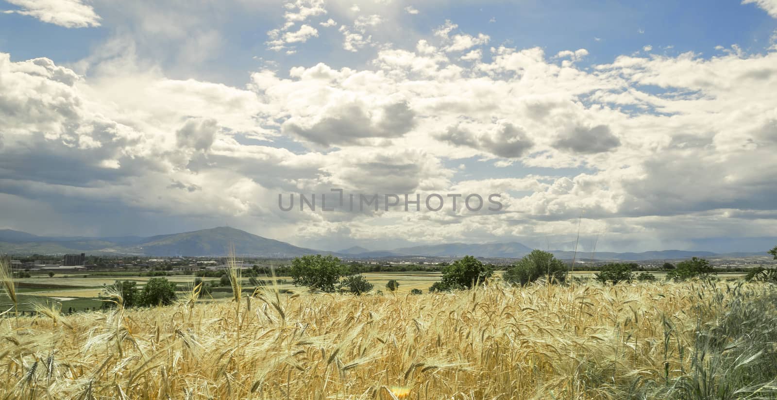 Golden wheat field on cloudy day