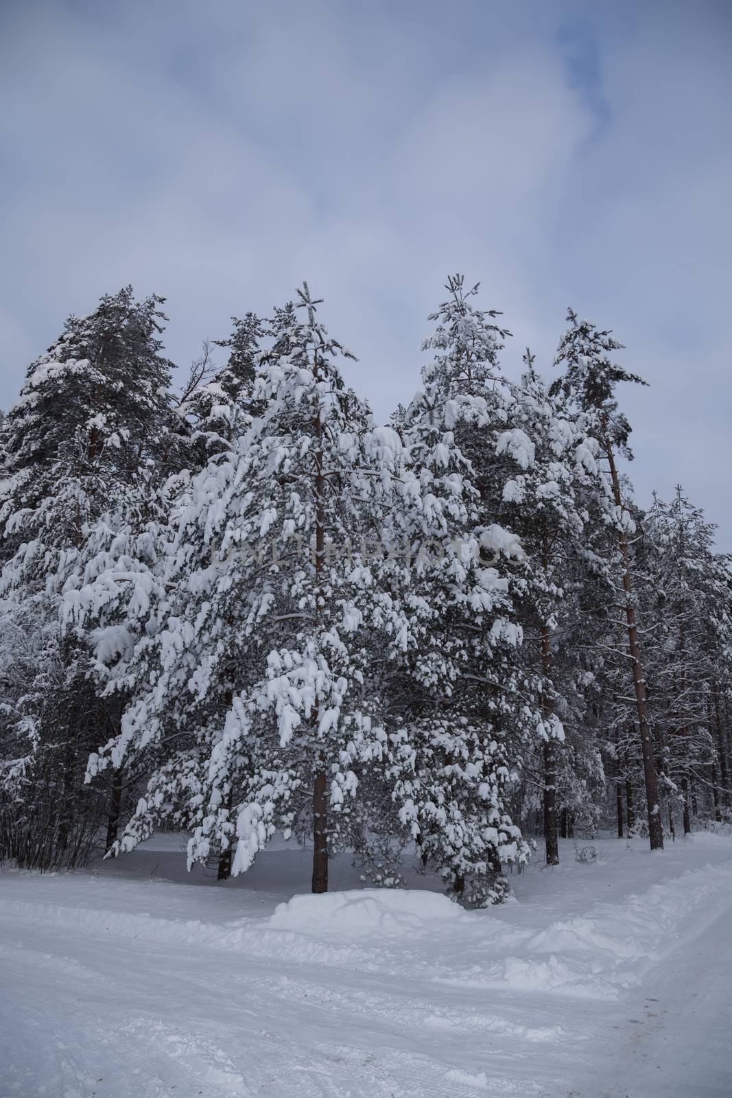 Cold russian snow winter