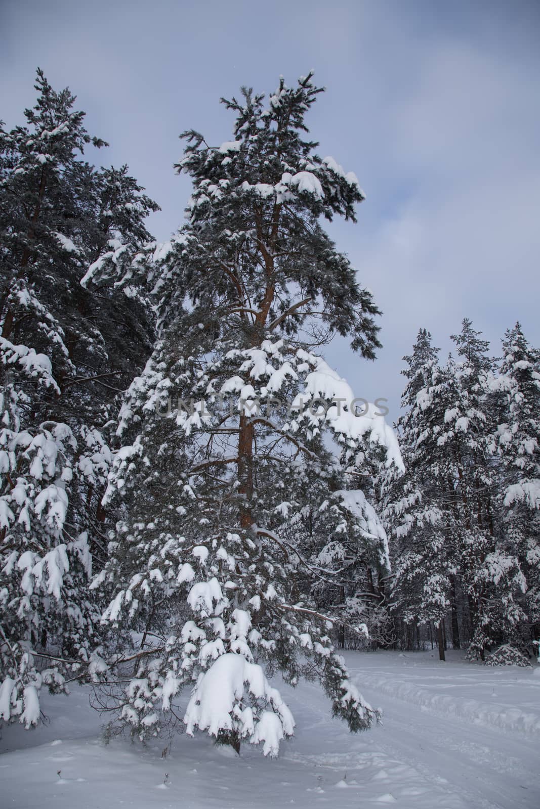 Cold russian snow winter