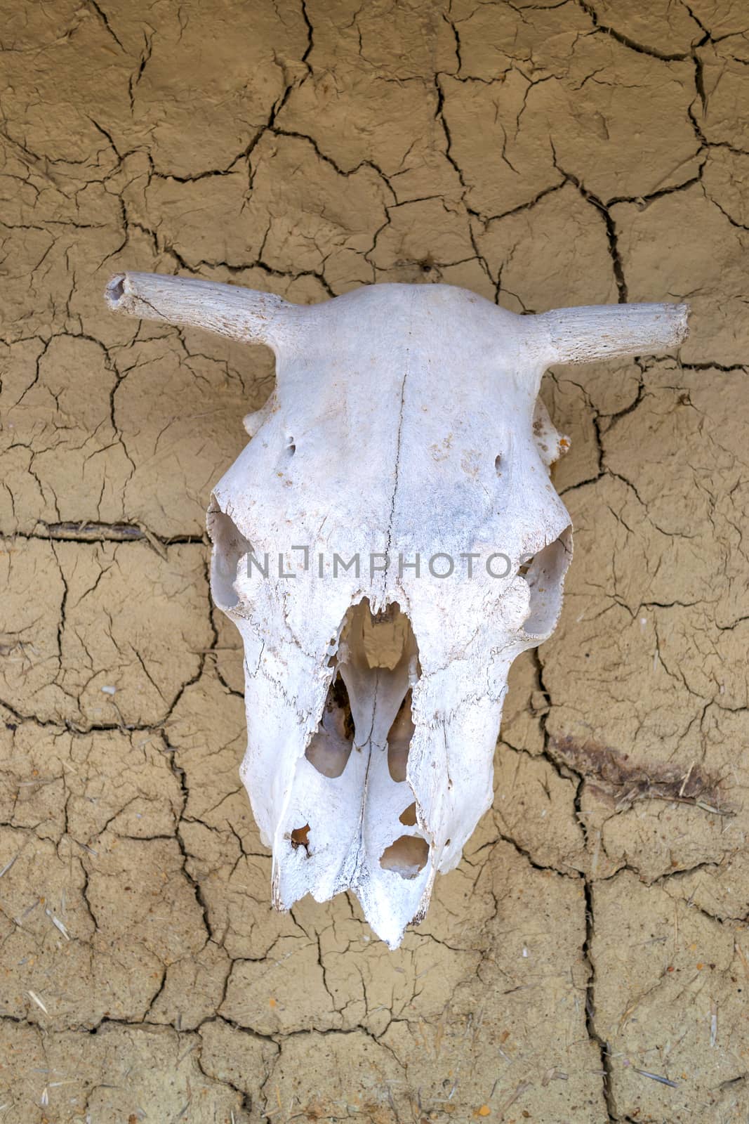 Skull of ox, hanging on old houlse