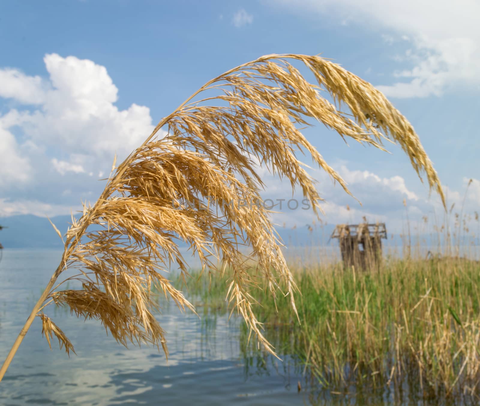 Reed in the lake by viktor.micevski@rocketmail.com