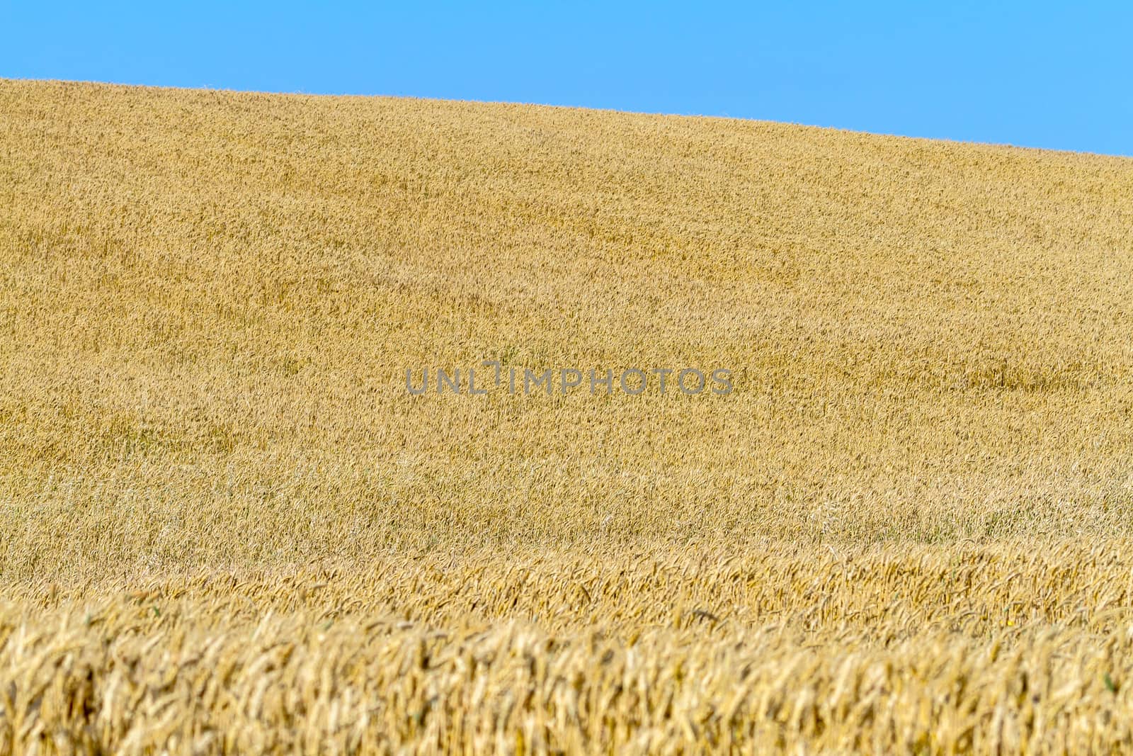Field of wheat with a beautiful blue sky on Puerto Real, Cadiz, Spain